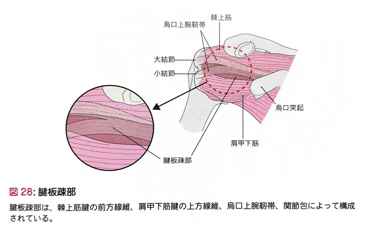 Restricting Factors by Shoulder Joint Position｜ショウイチロウ