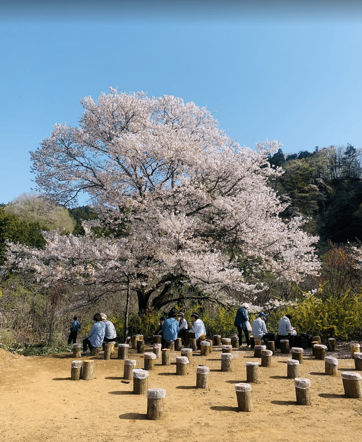 横瀬町/協力隊】4月【桜の名所編】🌸忘れられない約束🌸春が来