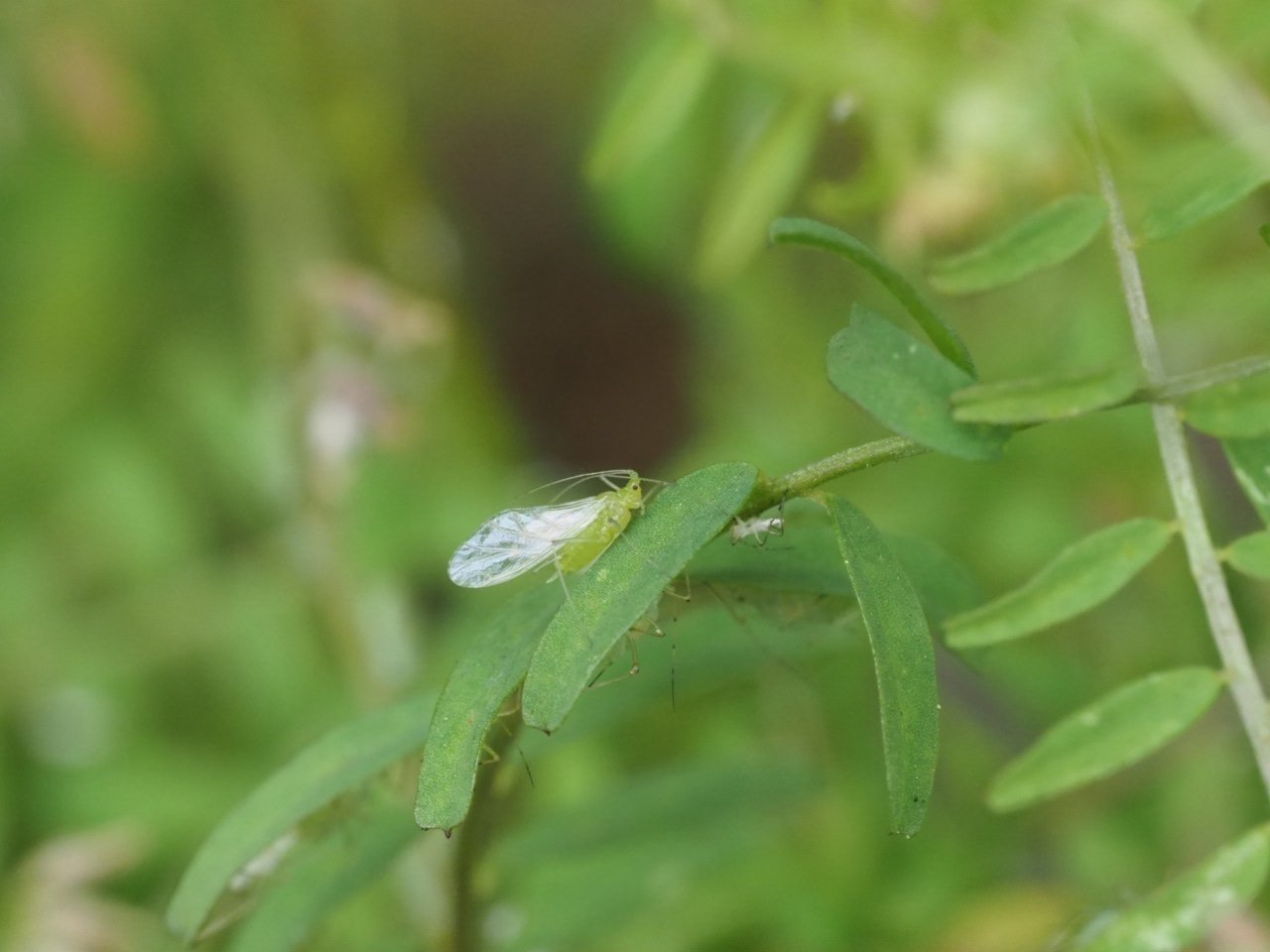 虫嫌いを克服させる千本ノック 113本目 エンドウヒゲナガアブラムシ