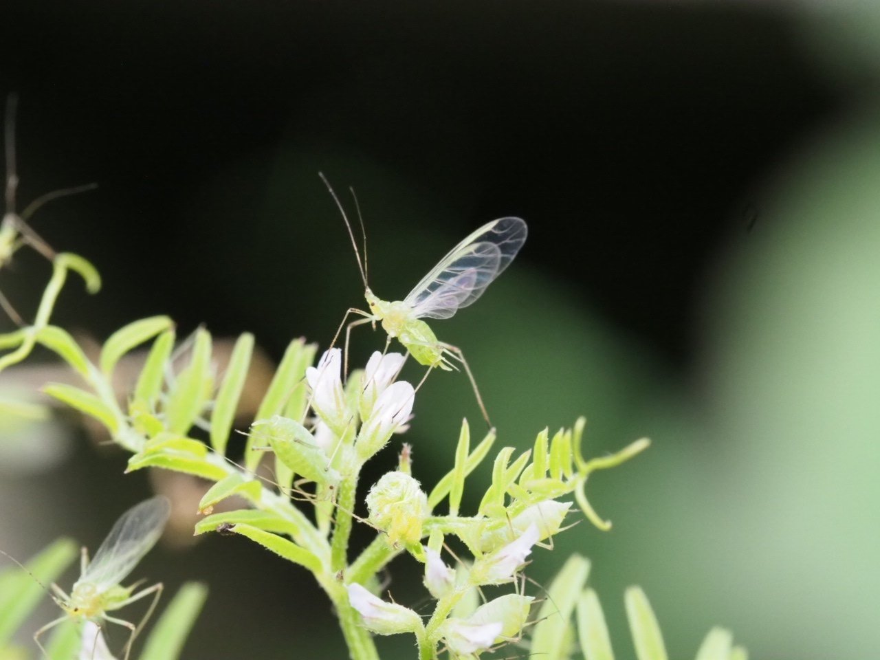 虫嫌いを克服させる千本ノック 113本目 エンドウヒゲナガアブラムシ