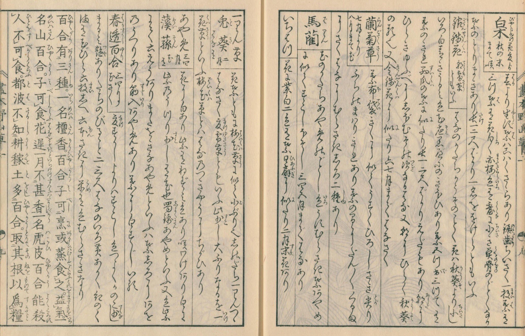 絵本野山草】(2) 白朮/銀銭花/蘭菊草/馬藺/いちはつ/一りん 絵本野山草】(2) 白朮/銀銭花/蘭菊草/馬藺/いちはつ/一りん