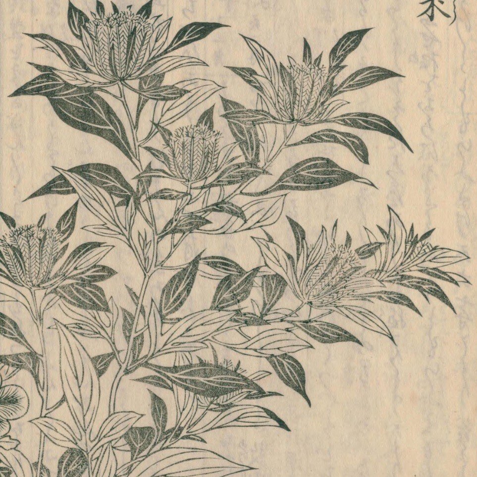 絵本野山草】(2) 白朮/銀銭花/蘭菊草/馬藺/いちはつ/一りん 絵本野山草】(2) 白朮/銀銭花/蘭菊草/馬藺/いちはつ/一りん
