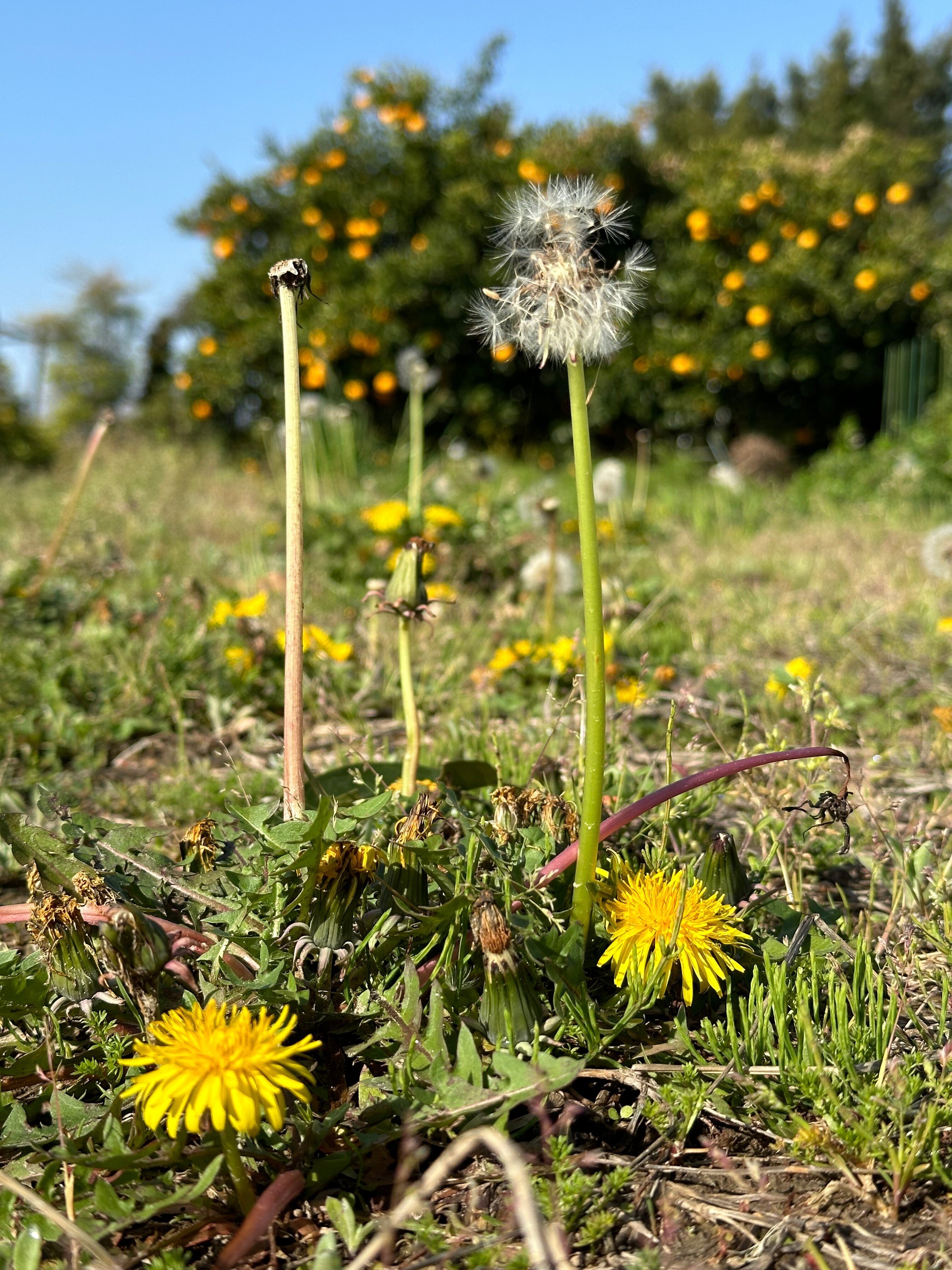 2024/3/30 浜名区で見つけたもの #たんぽぽ #短足のたんぽぽ #交雑