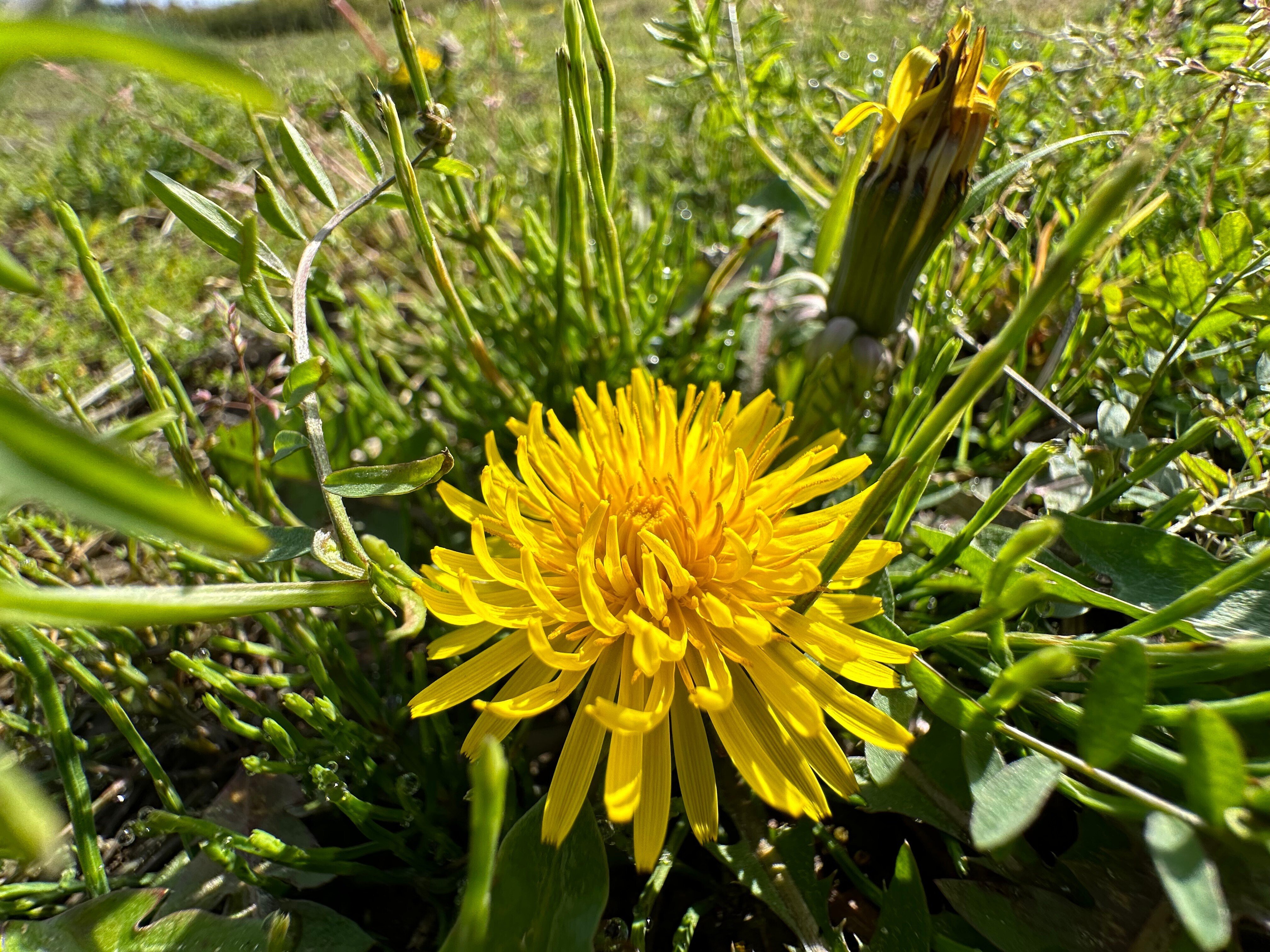 2024/3/30 浜名区で見つけたもの #たんぽぽ #短足のたんぽぽ #交雑