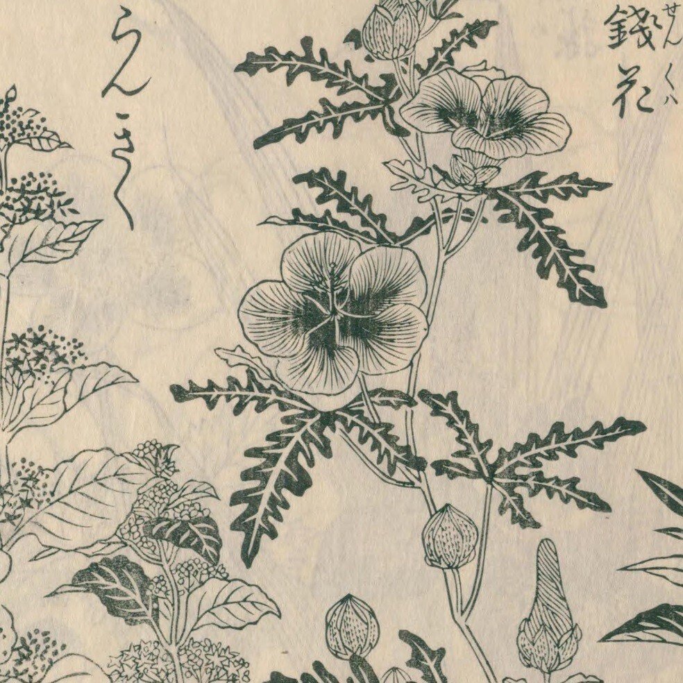 絵本野山草】(2) 白朮/銀銭花/蘭菊草/馬藺/いちはつ/一りん 絵本野山草】(2) 白朮/銀銭花/蘭菊草/馬藺/いちはつ/一りん