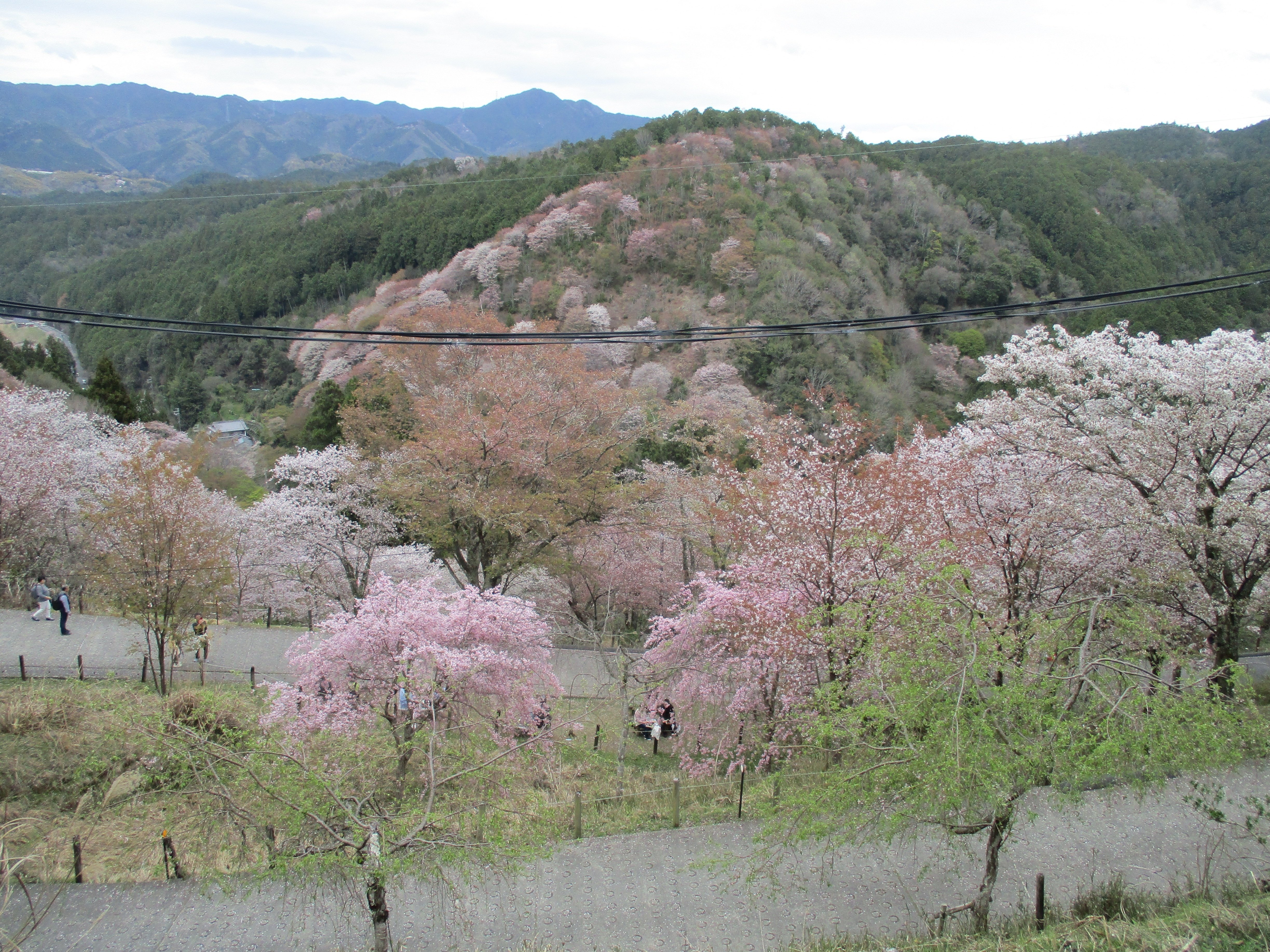 吉野山」散策録＆ちょっぴり食べ歩記【奈良県・吉野町】｜GEnKU