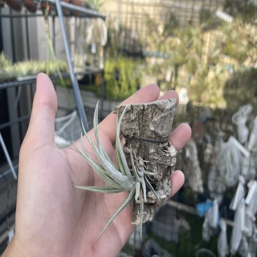 Growth Record] Tillandsia 