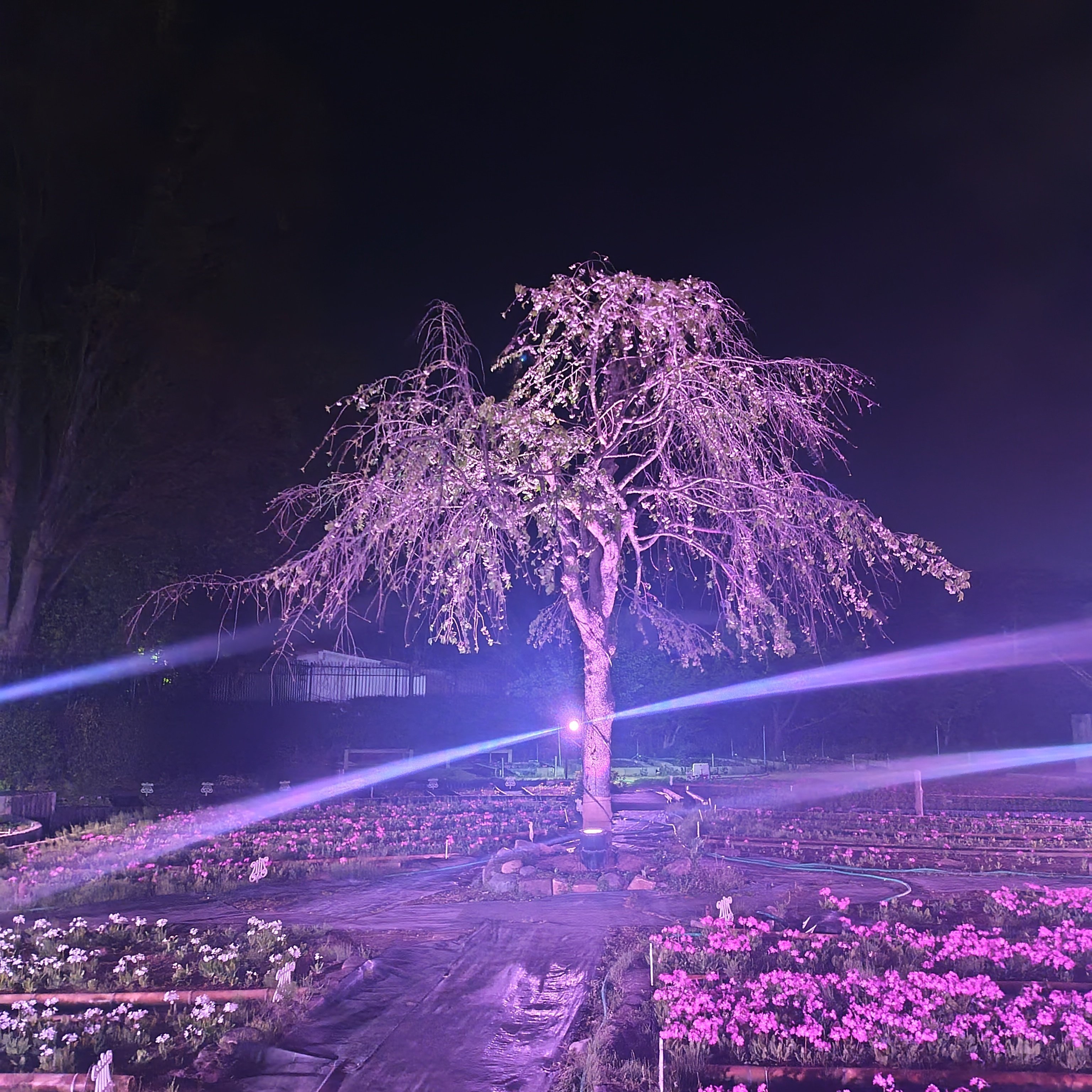 おさんぽ道楽】華やぎピンクなライトアップ〈浮間公園〉｜深拍-mihaku-