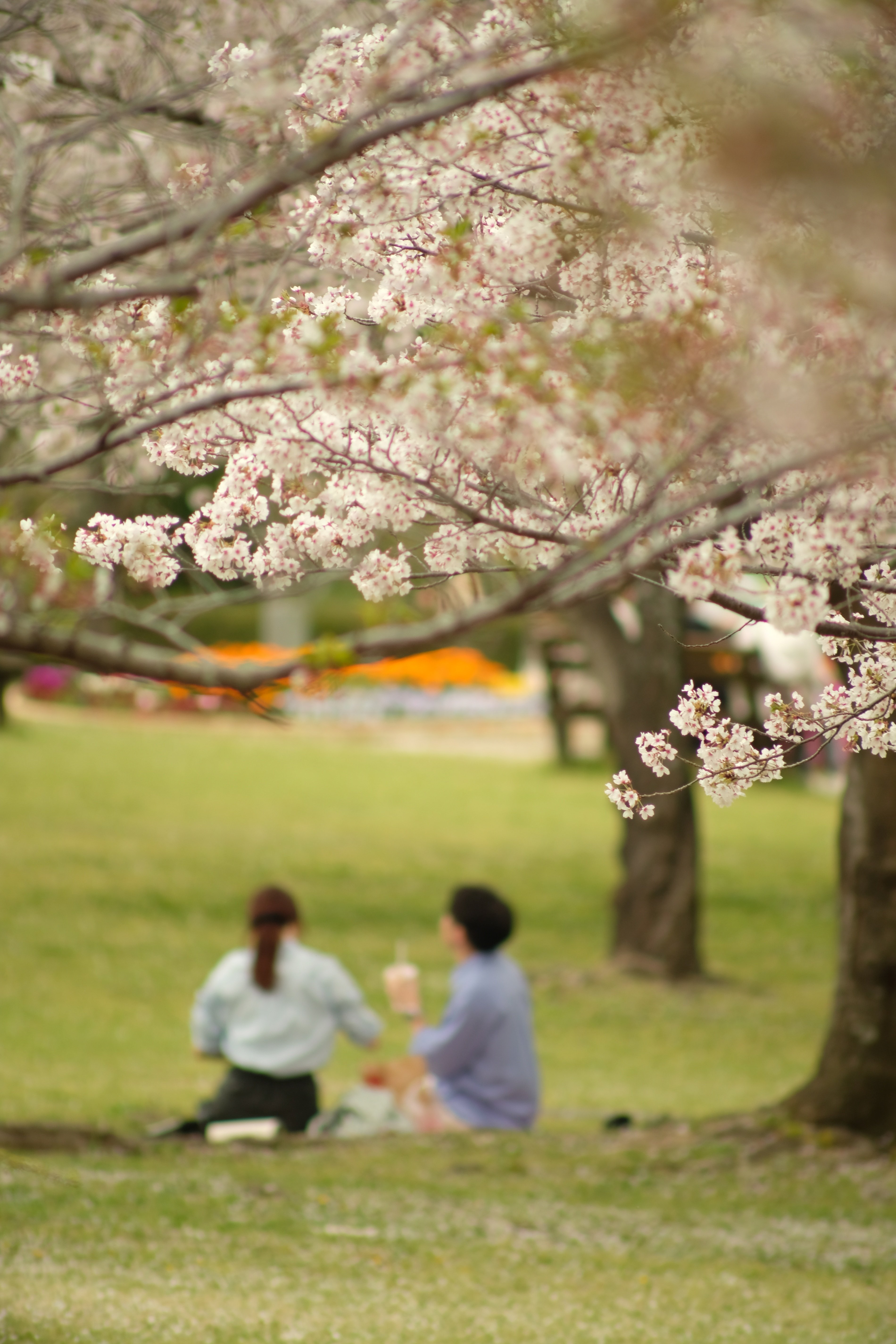 レンズ沼あれこれ:SIGMA AF TELE 400mm F5.6|ひっくすK レンズ沼あれこれ:SIGMA AF TELE 400mm F5.6|ひっくすK