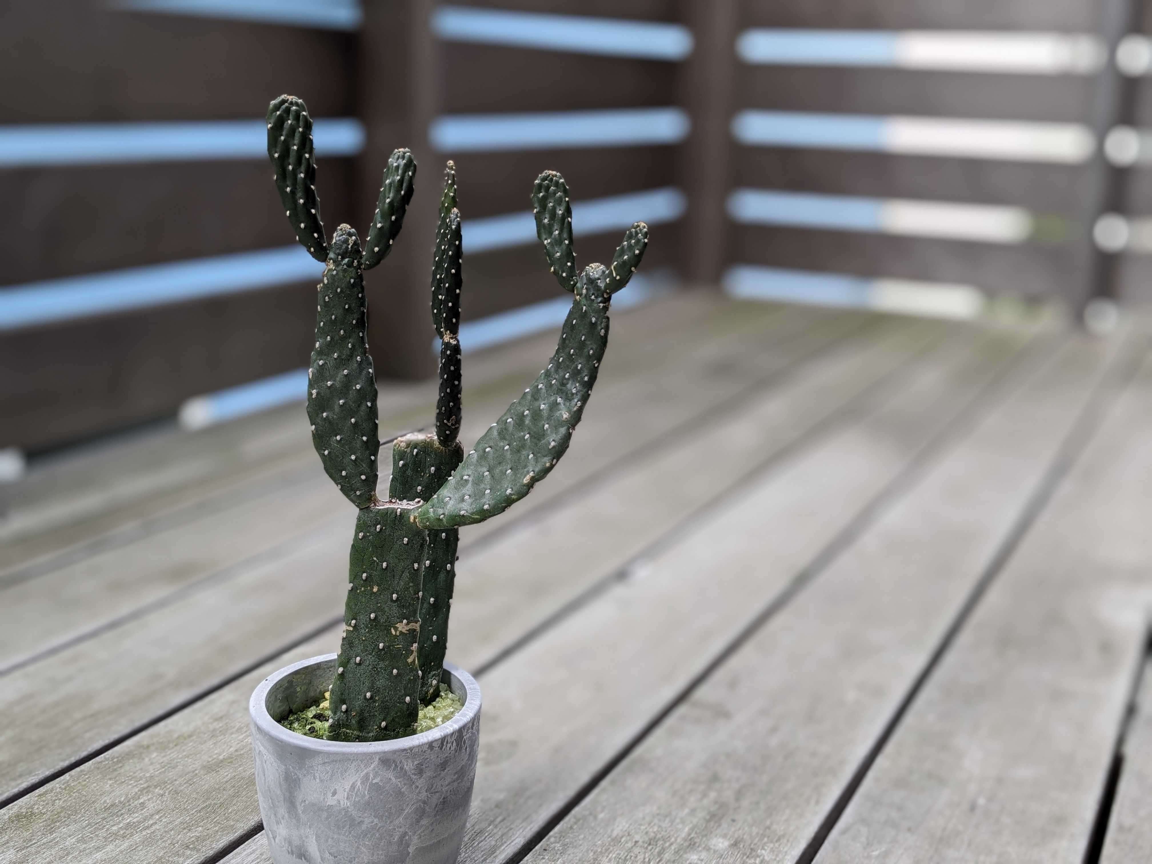 倹約家の夫が収集するサボテン。なぜか数か月後にいなくなる｜スプ論