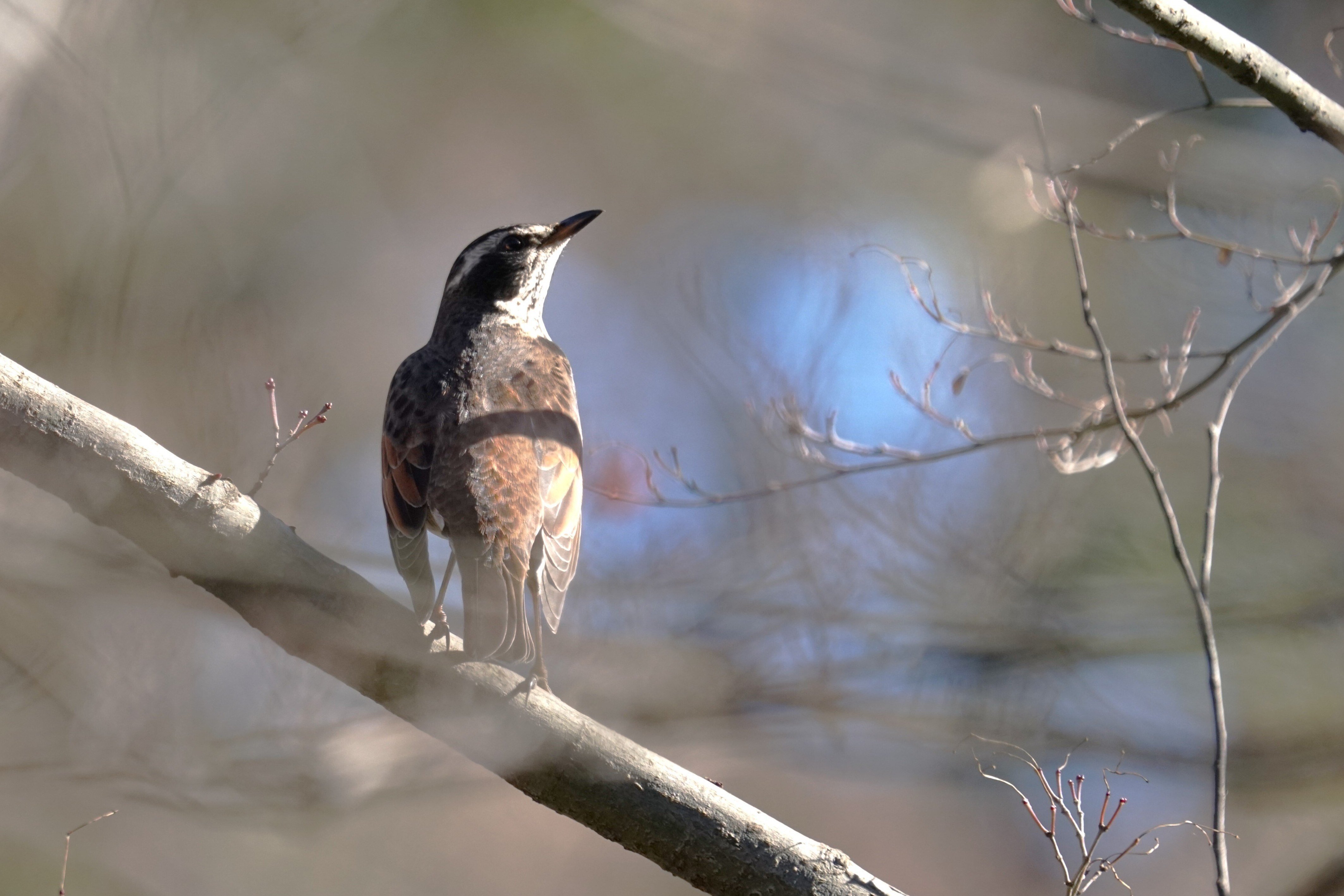 朝の小鳥」は1953年から続く、鳥の声が主役のラジオ番組です