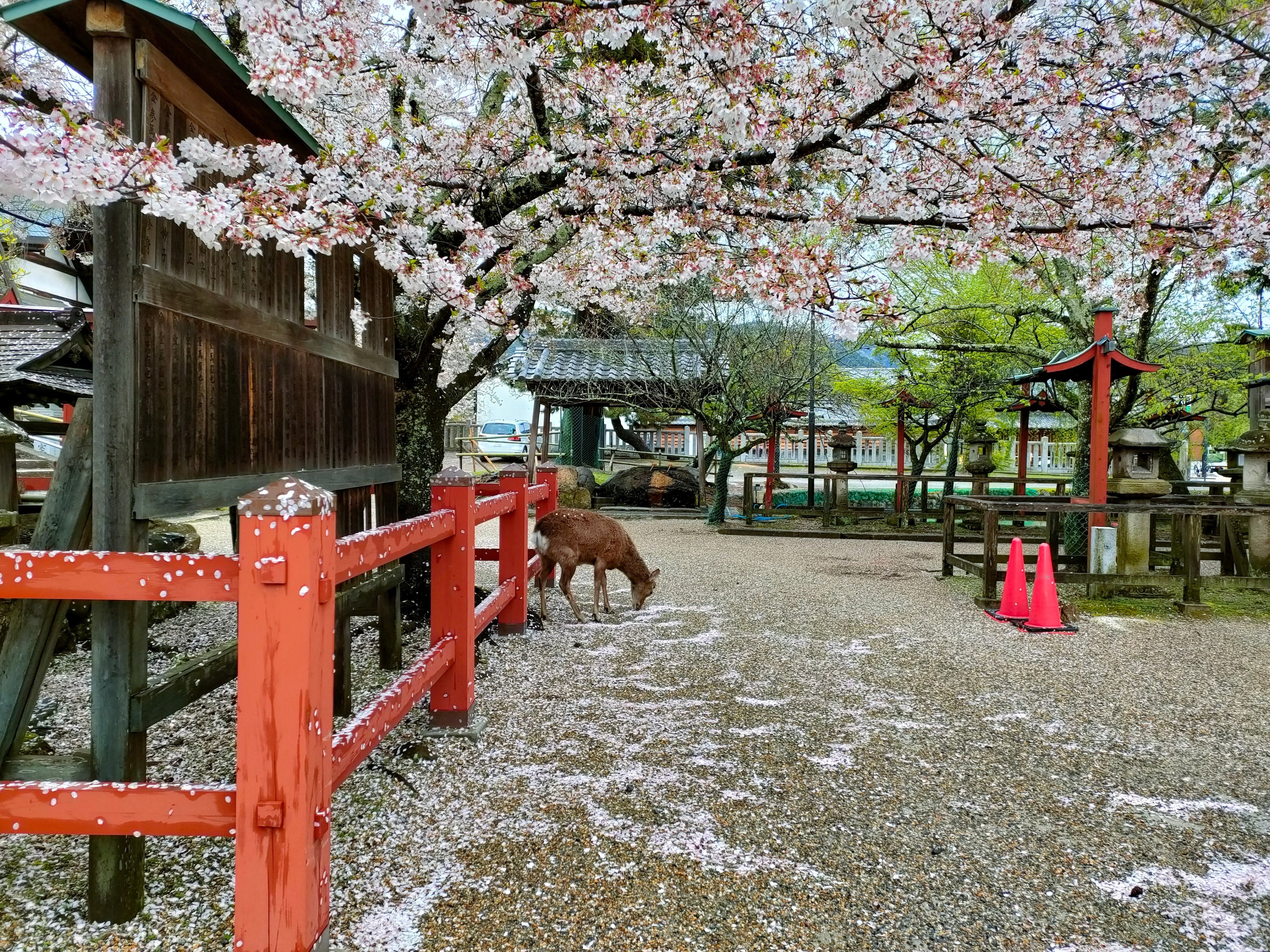 奈良の桜と鹿｜saku
