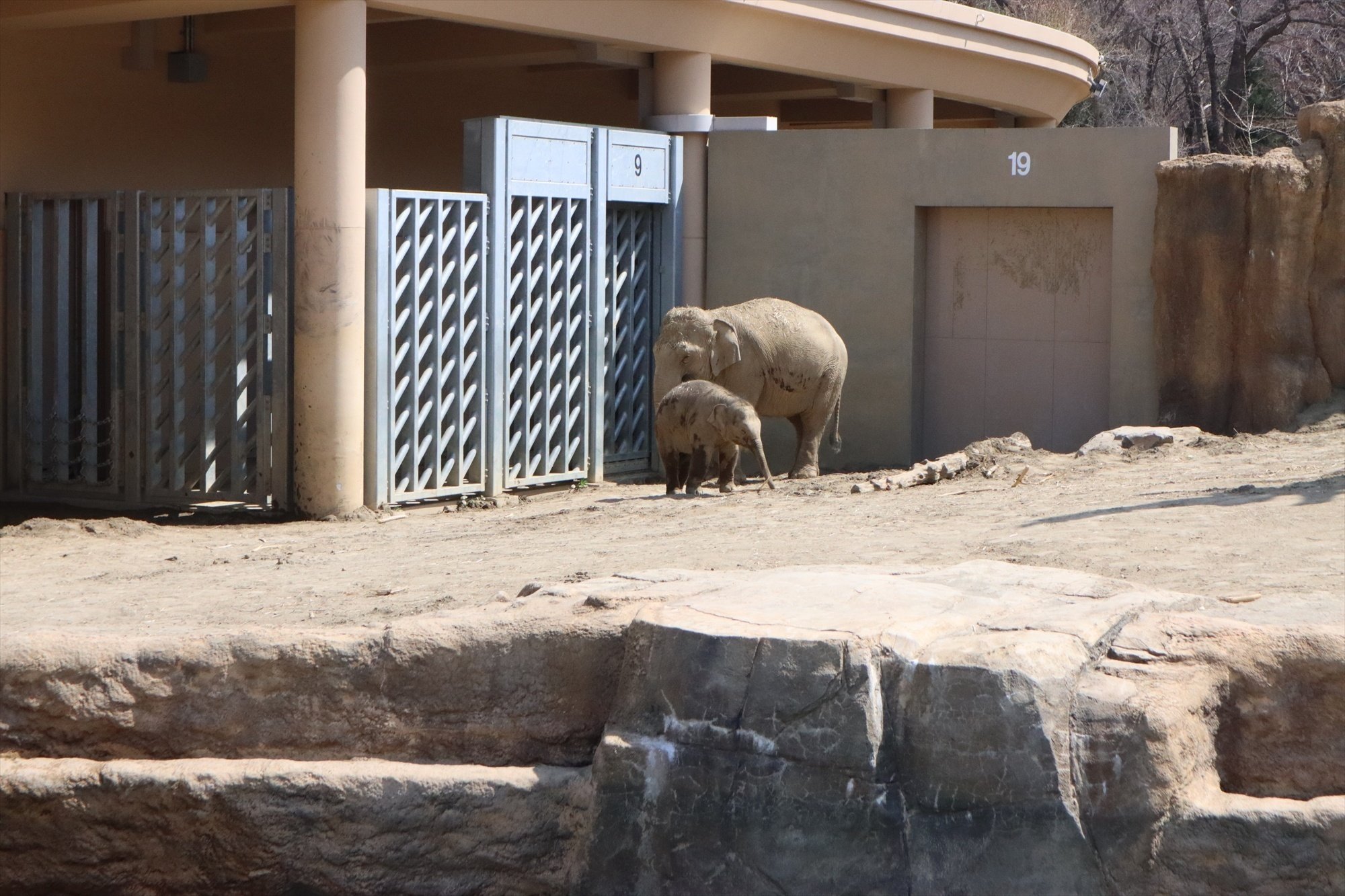 2024年4月中旬 円山動物園｜銀野舎 和佐
