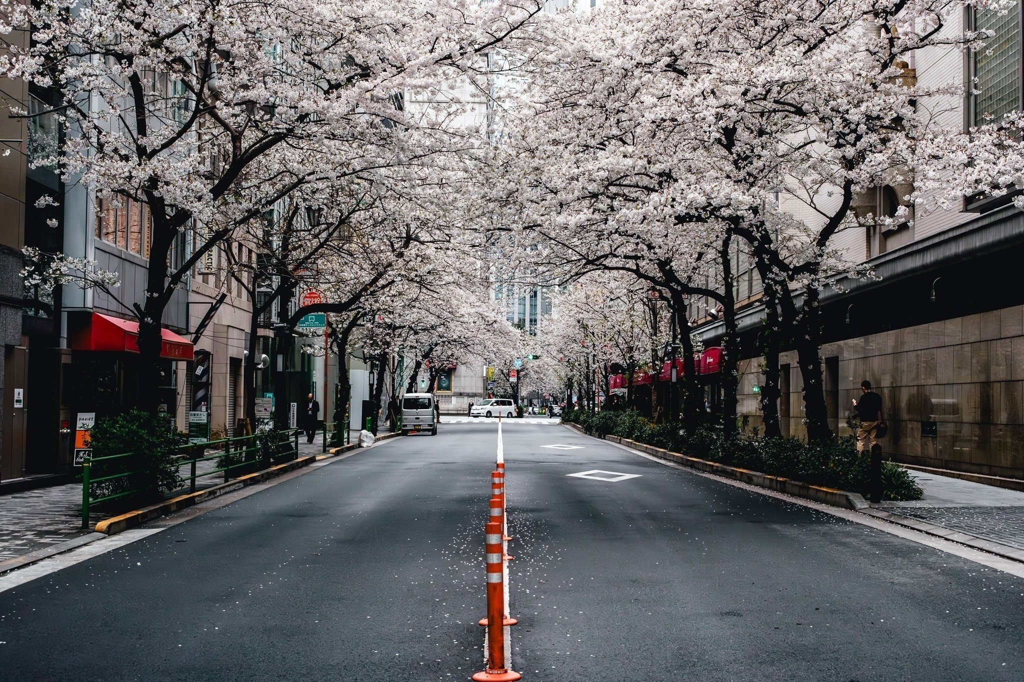 日本橋の桜とのひととき【写真20枚】｜Nocchi(のっち)