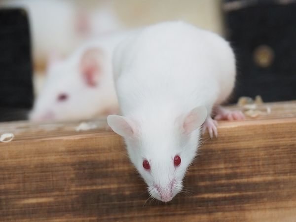 ハツカネズミ様 ハツカネズミ図鑑 House Mouse｜M_ayumi