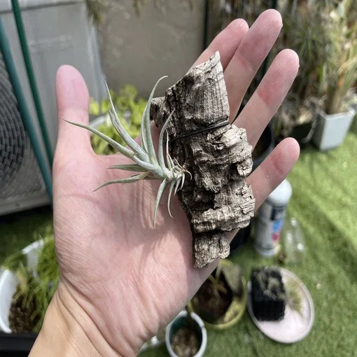 Growth Record] Tillandsia 