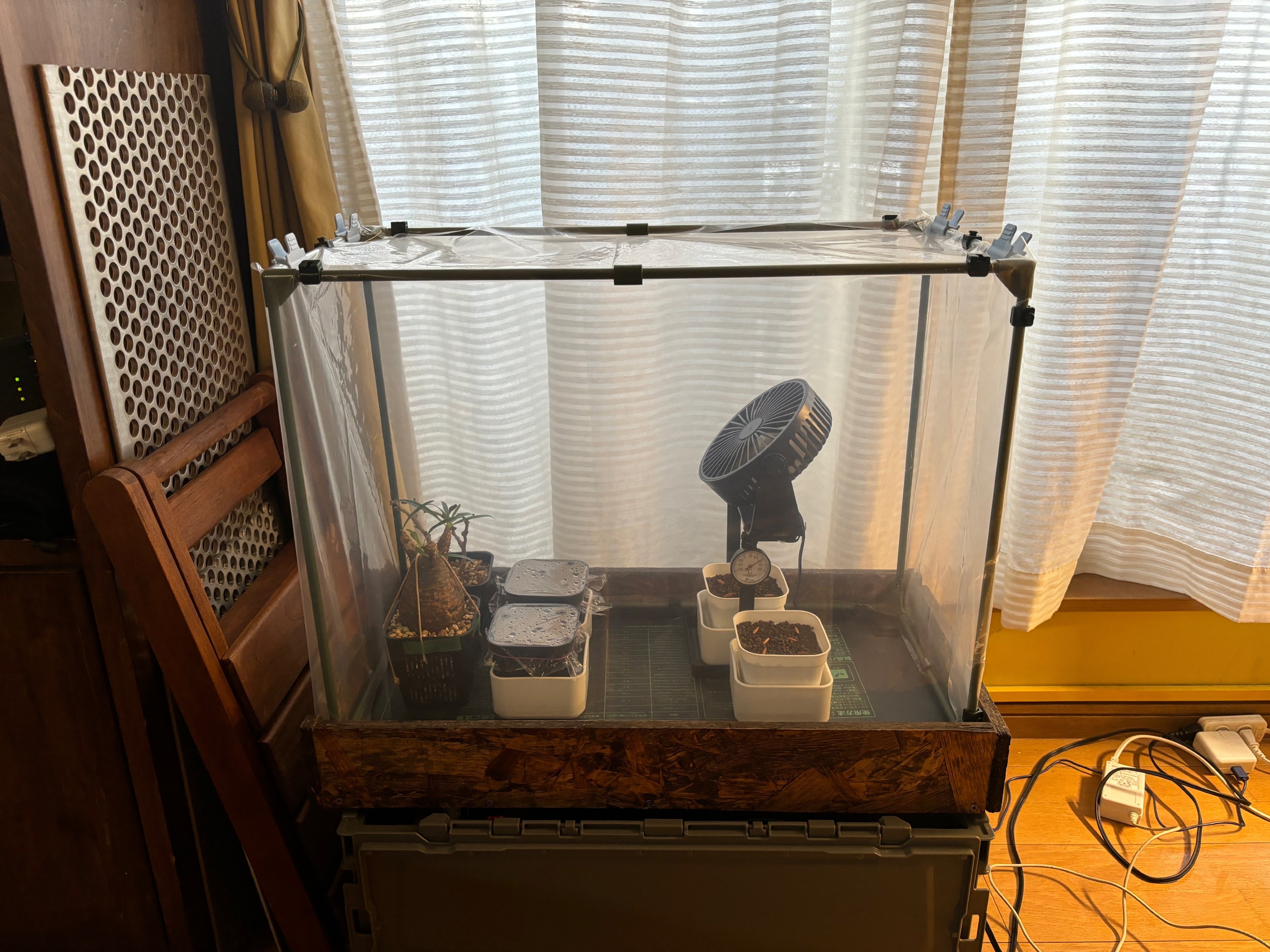 アデニア・ペリエリ（メタモルファ）の発根管理メモ｜zrcnm