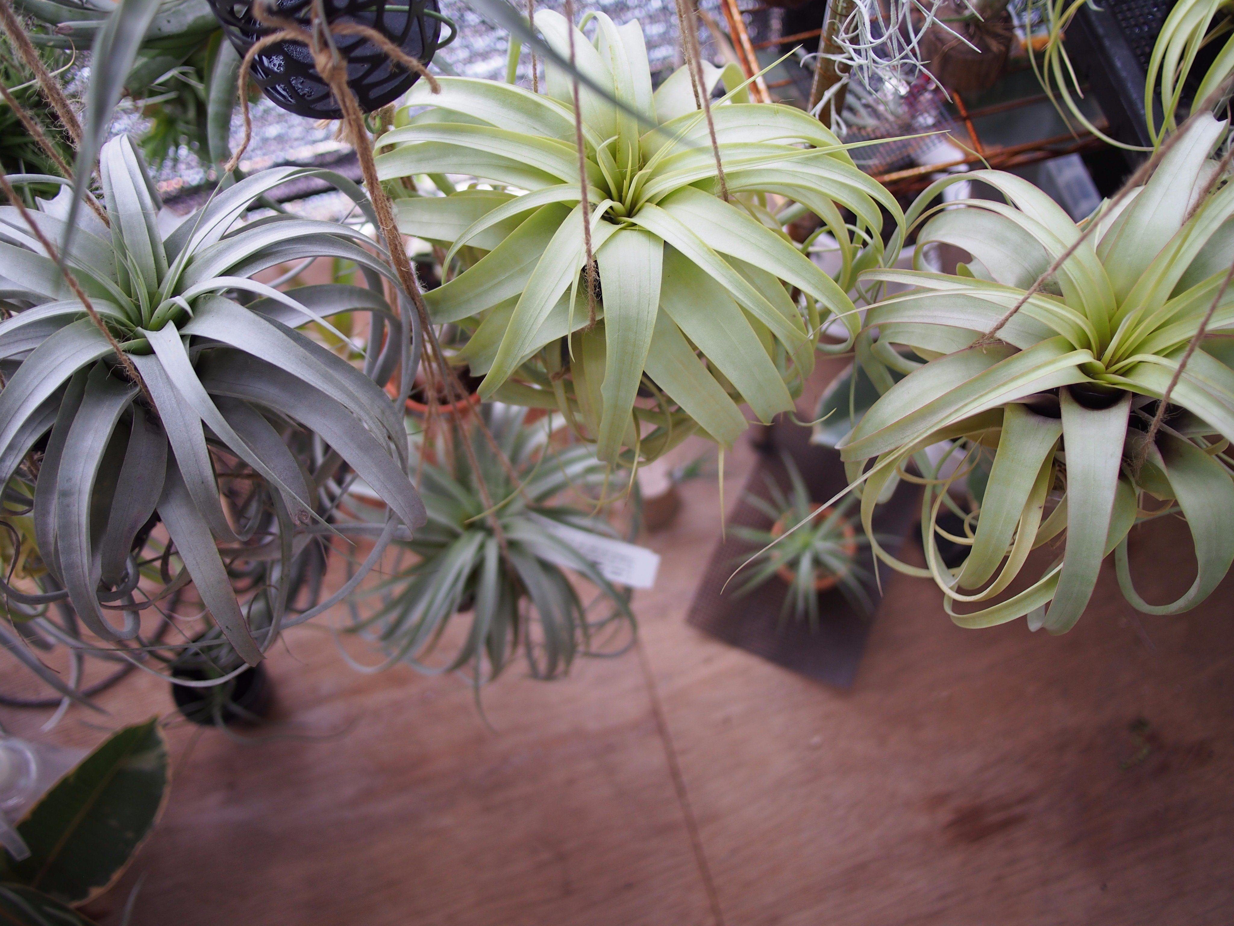 Tillandsia 