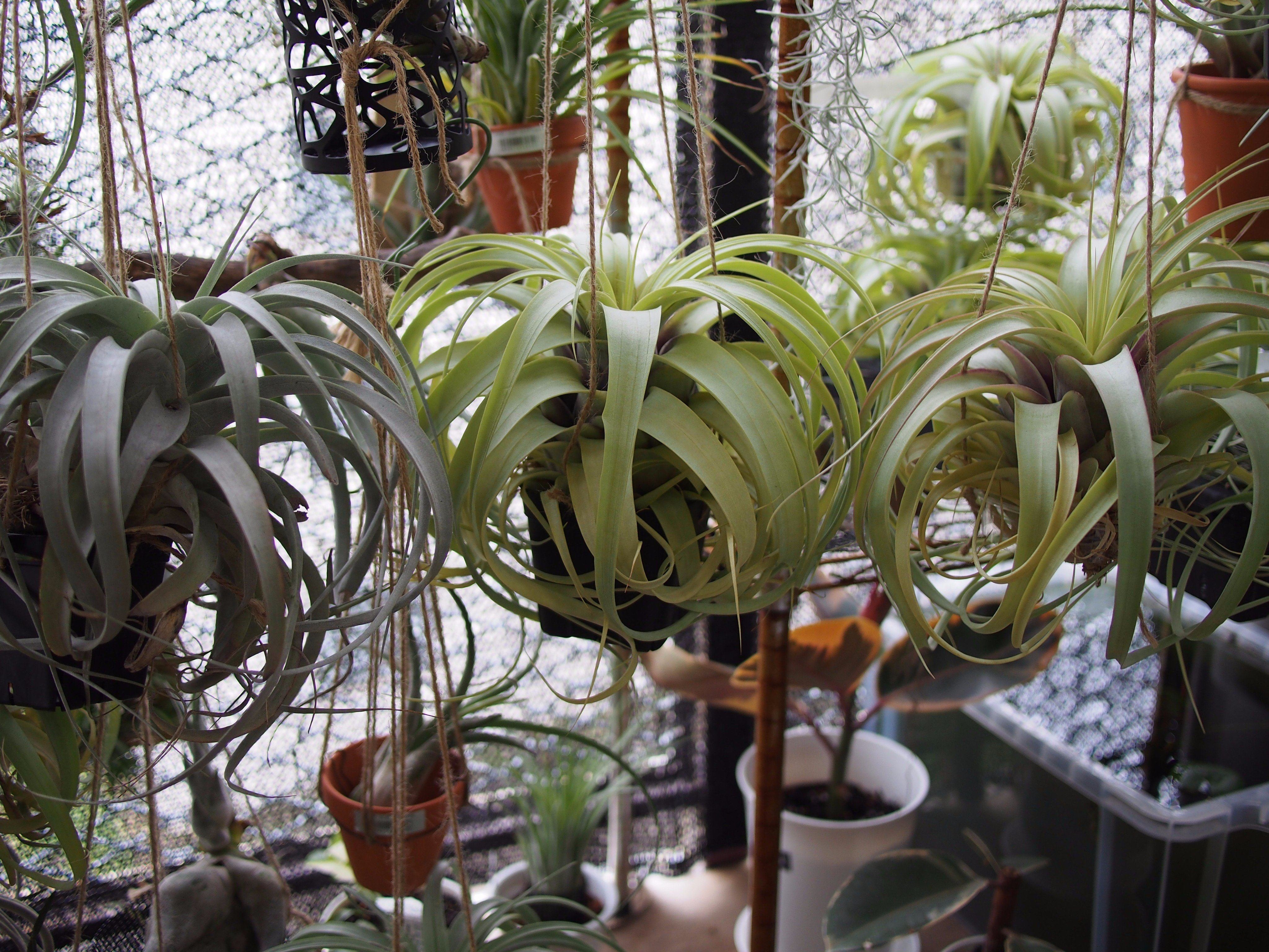 Tillandsia 