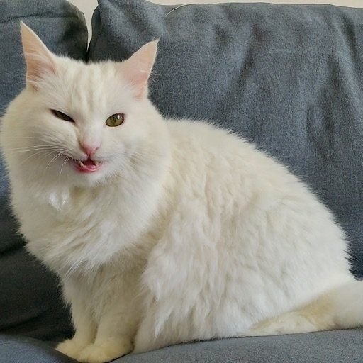 a fluffy white cat grinning on a sofa