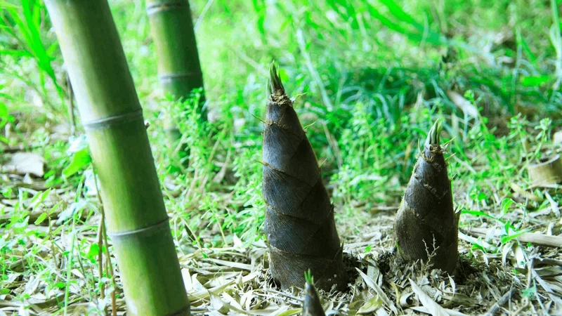 筍梅雨（たけのこつゆ）とはよく言ったものです。筍が育つ時期には長雨が付きものらしいですね。市場には筍が出回り始めましたね・・明日から連休まで ...