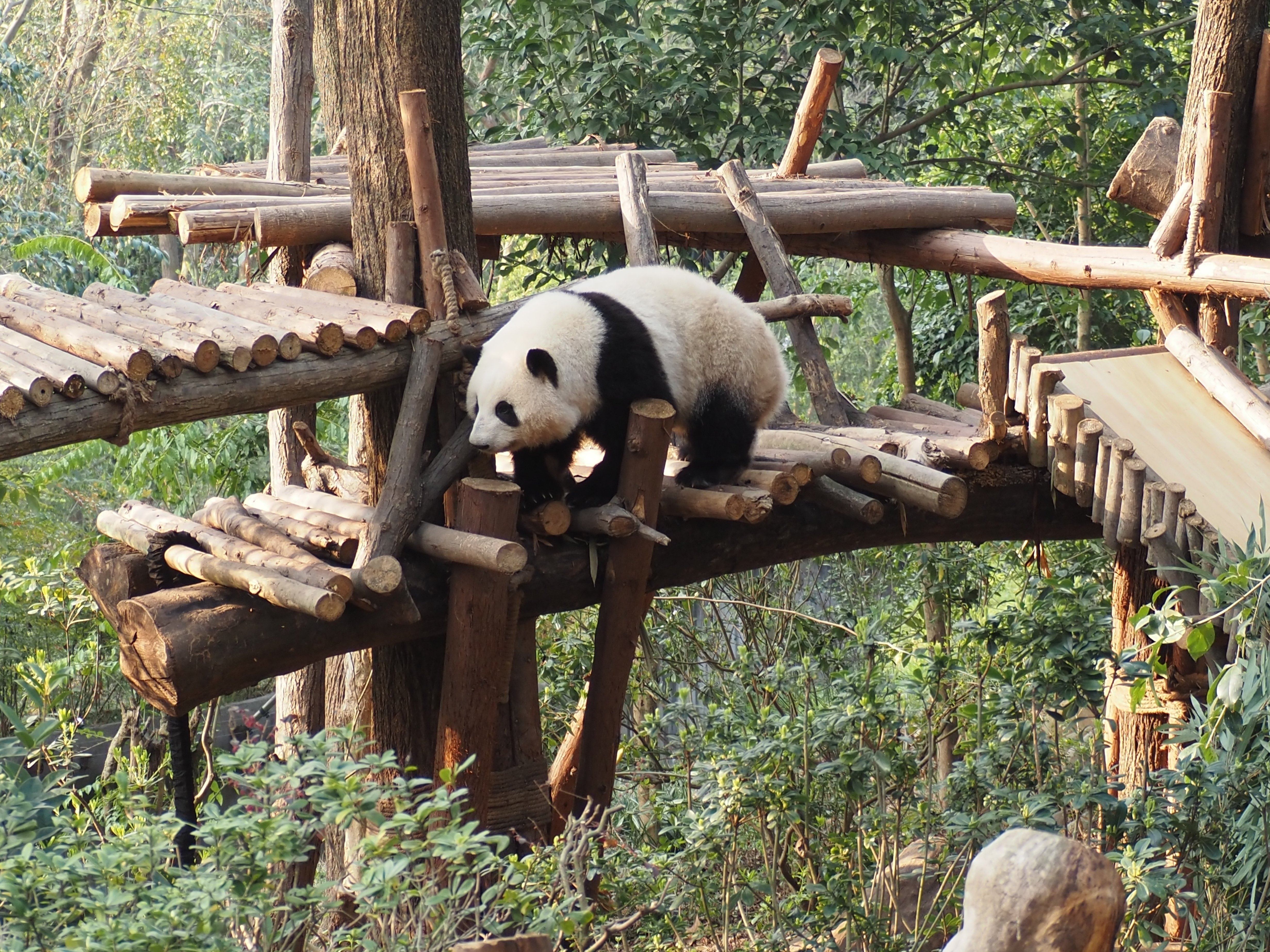 成都基地パンダ｜和花・和叶・お隣🐼｜meguxiang
