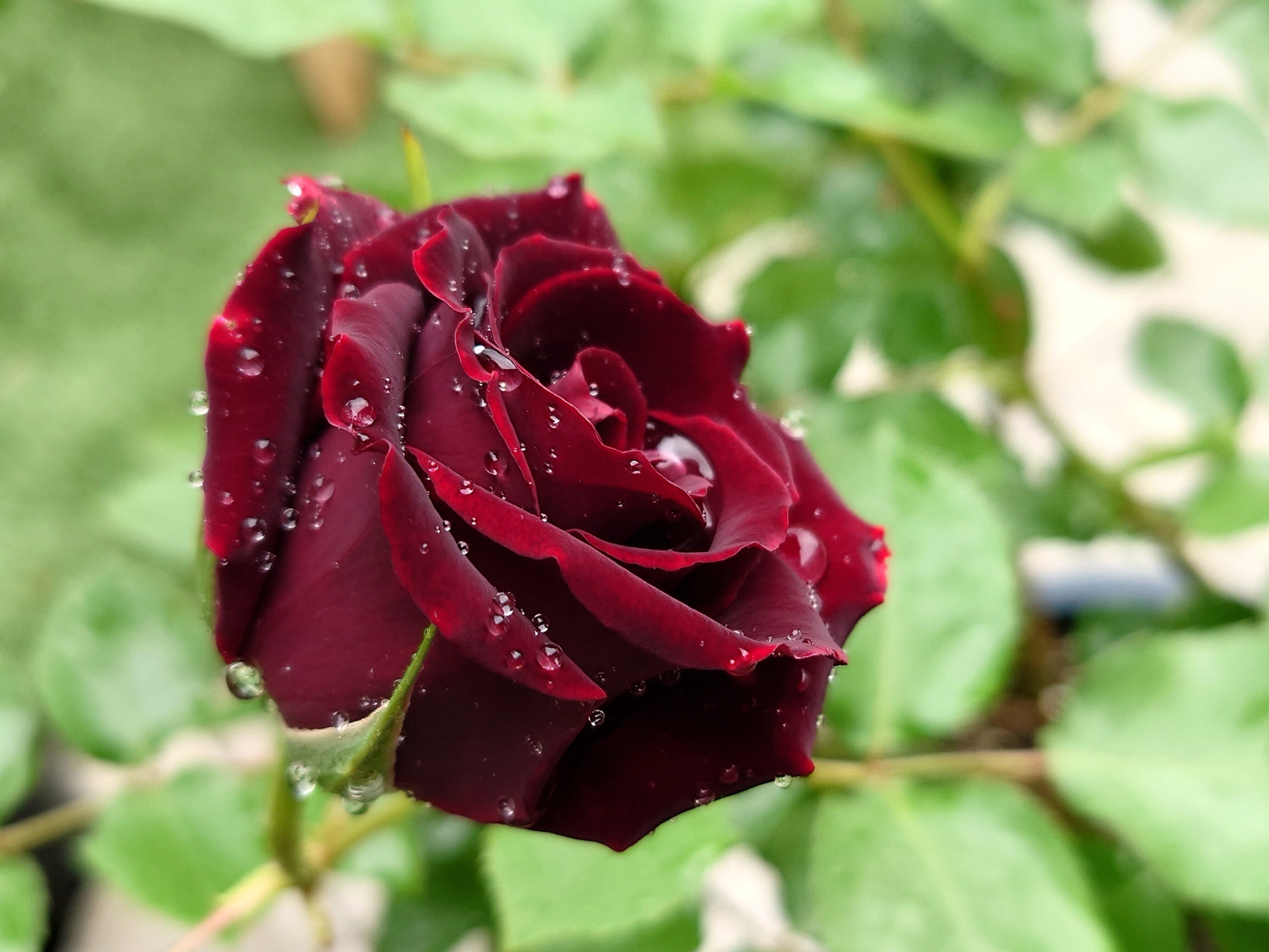 黒薔薇mira バラ 黒真珠|桐子 TO-KO