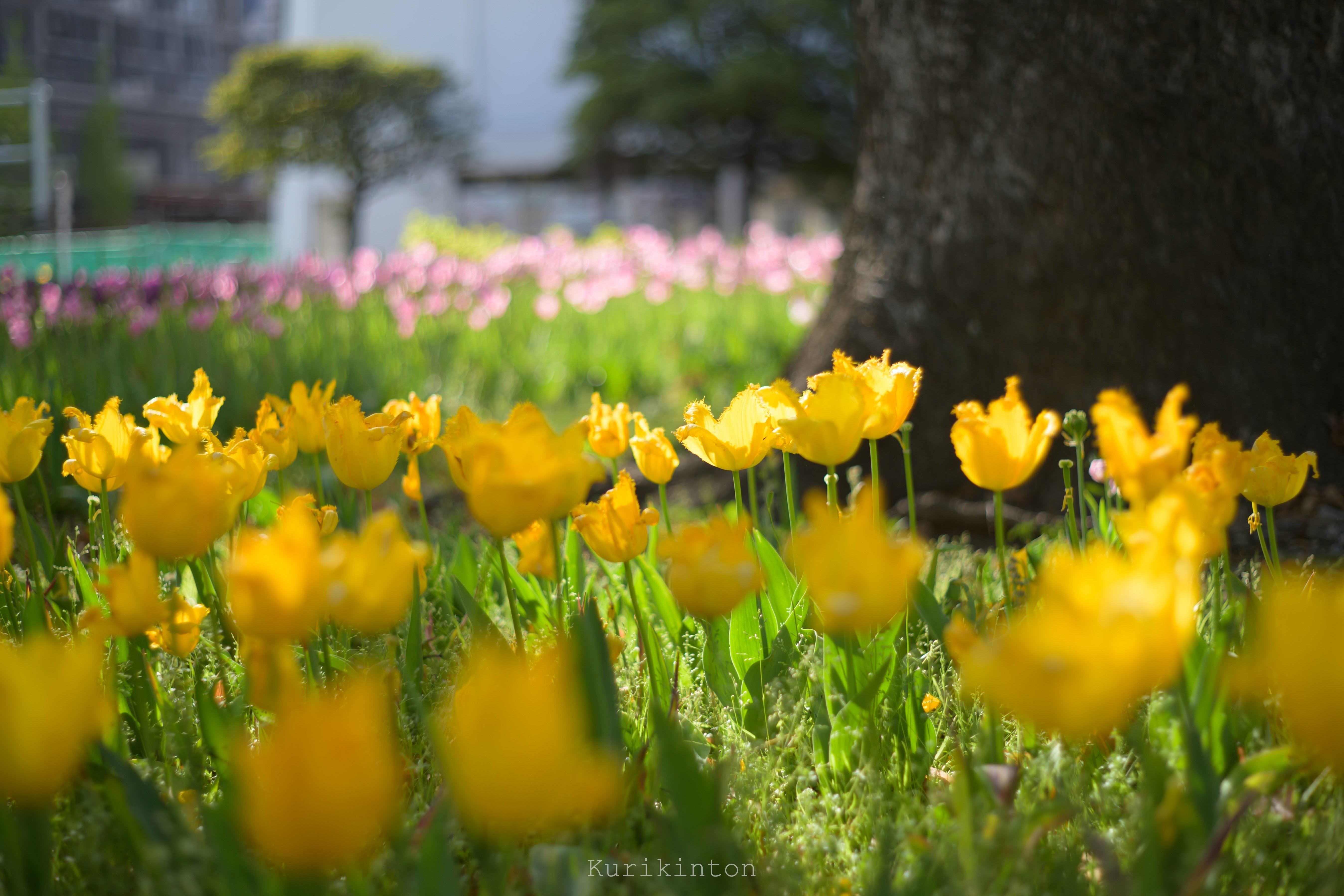 Zfが誘うオールドレンズの世界：Super-Takumar 55mm f1.8前期｜栗きんとん