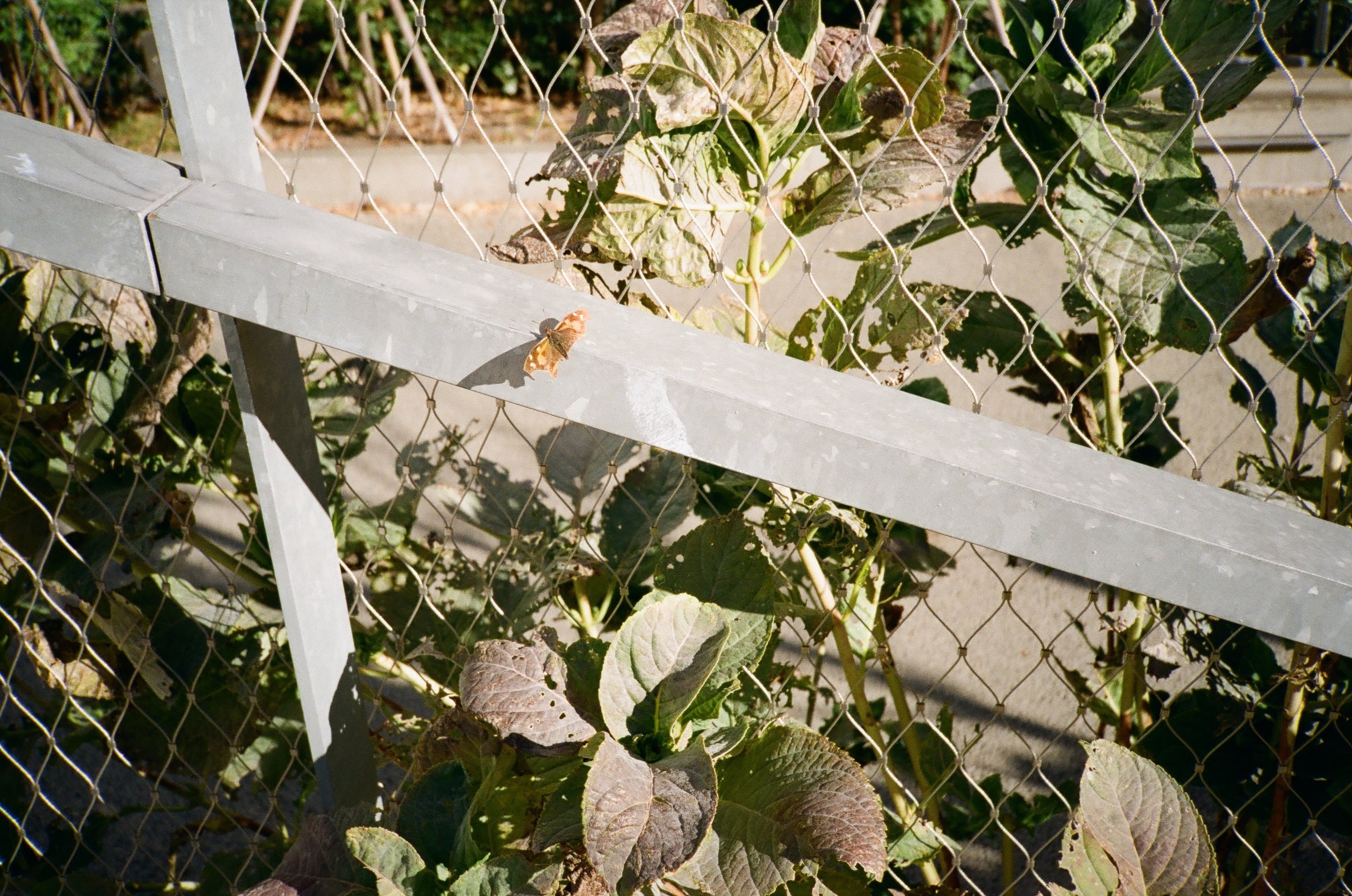 2024.04.22 動作未確認ガチャで買ったフィルムカメラの結果｜Sanzen-Ichi