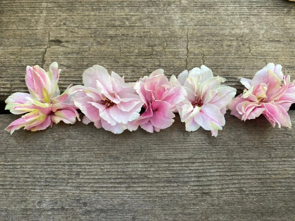 桜の花びらのドライフラワー。花がらはもちろんリフォレスター。｜Ms'HIRO