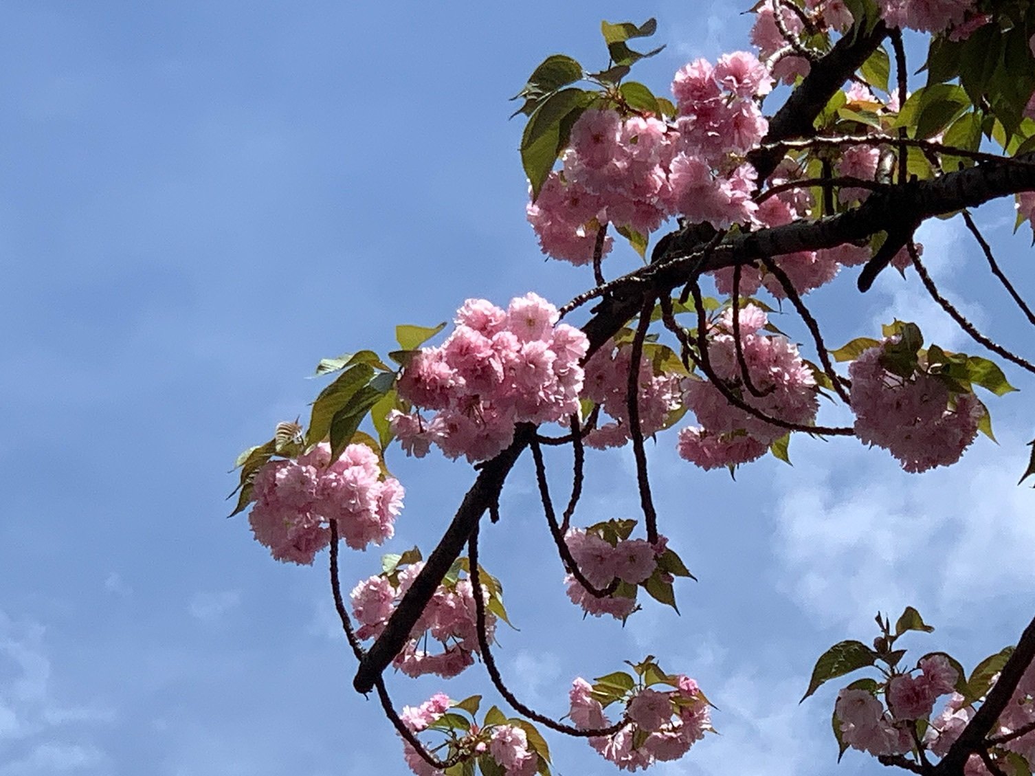 目黒川お花見/桜2025開花状況と見頃は？クルーズ料金と予約方法