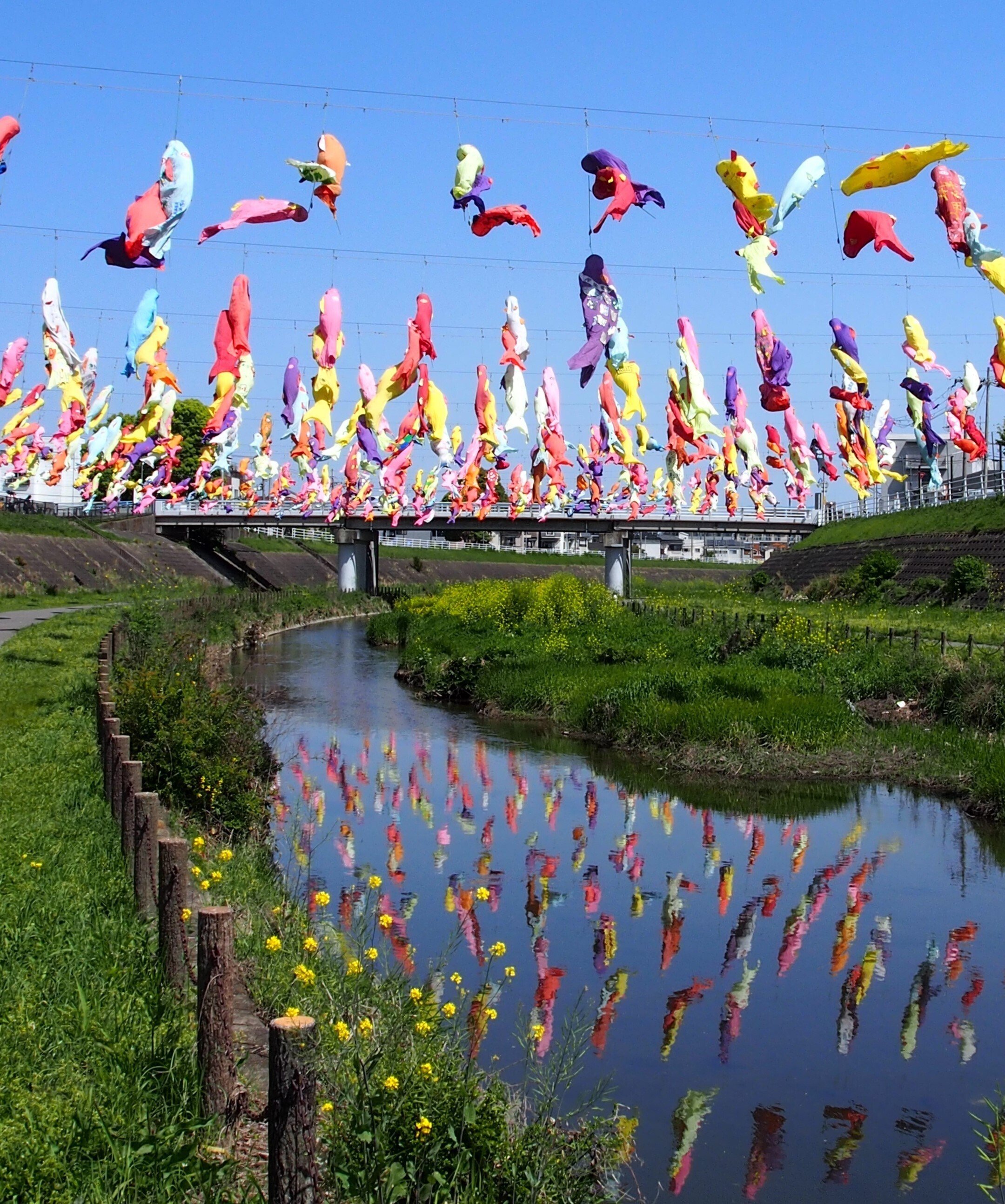 摂津市 大正川河川敷2024年4月19日【こいのぼり】｜レタス