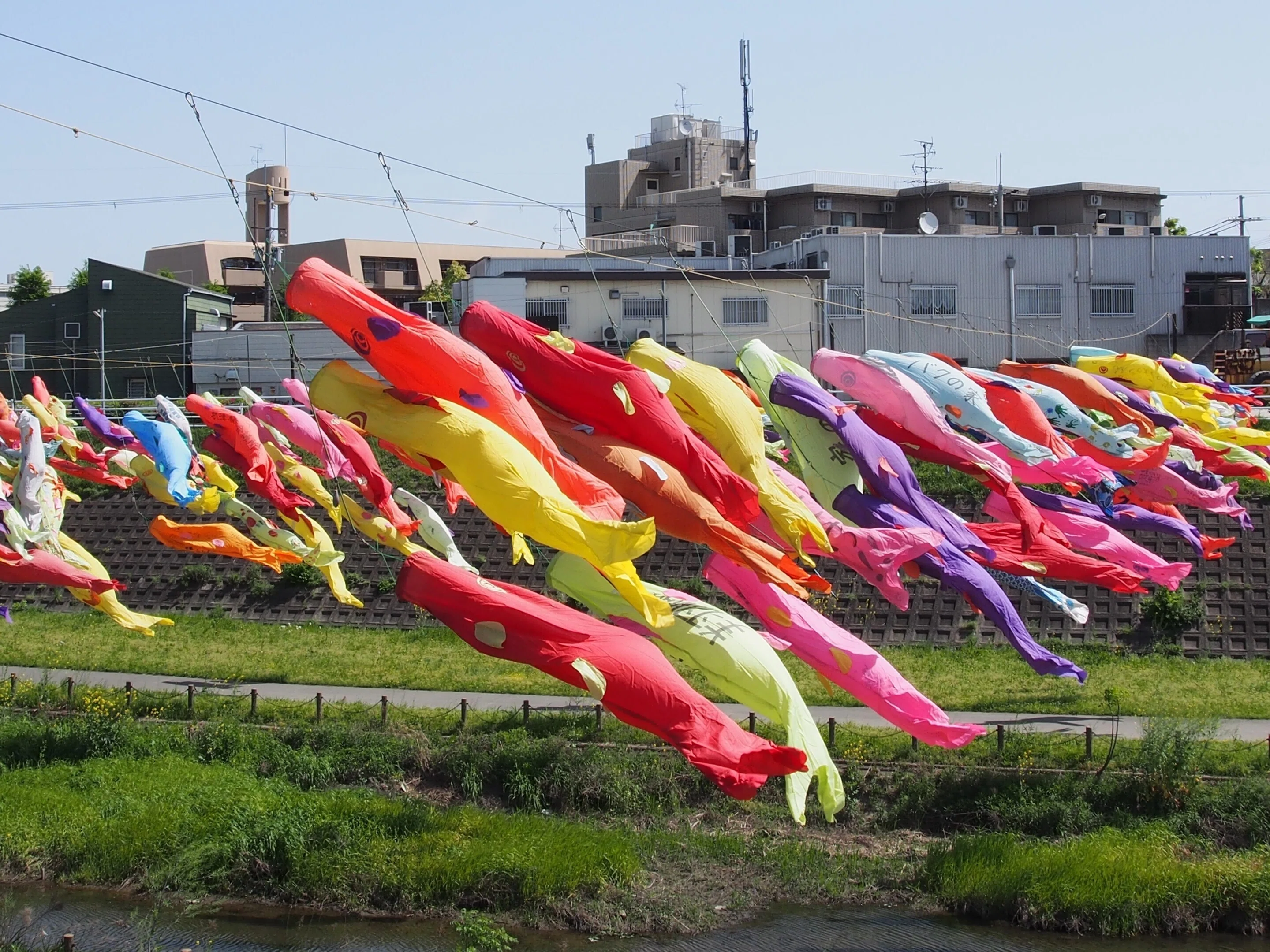 摂津市 大正川河川敷2024年4月19日【こいのぼり】｜レタス