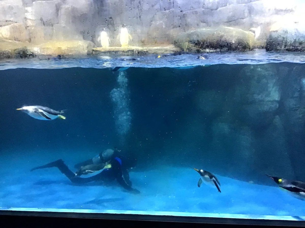 八景島シーパラダイスと、ぼっち・ざ・ろっく！展行ってきました｜蟹兄貴