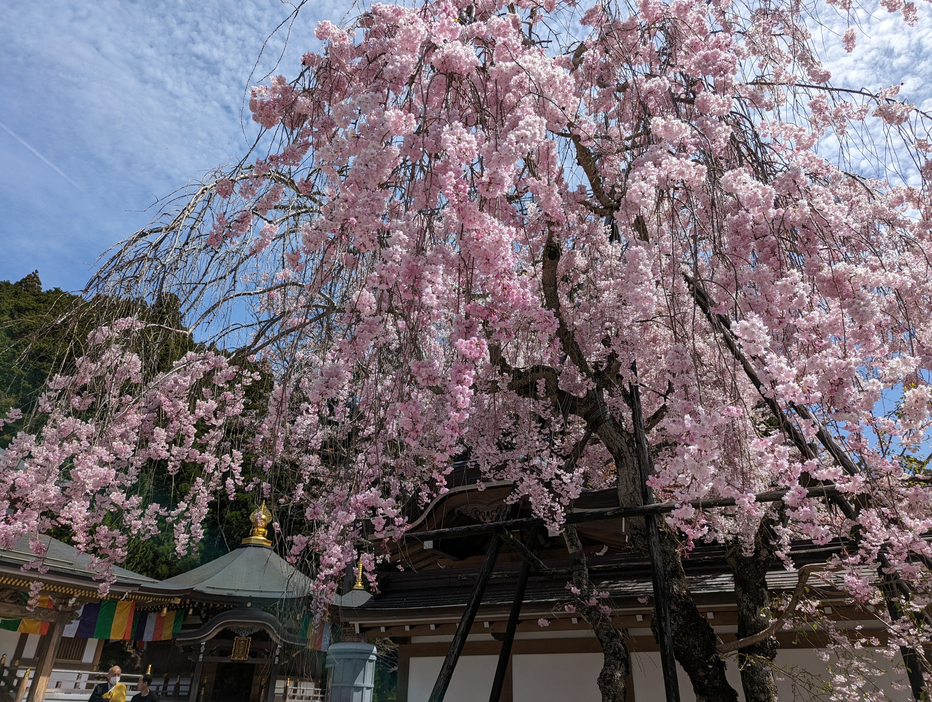 高野山の桜🌸と『廿日大師ご開帳』｜さりー