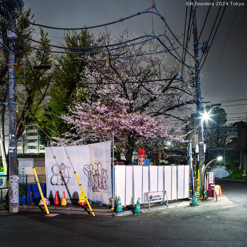 コウエントザマカコワレ　渋谷区（日本野良桜学会）