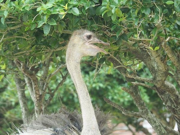 ダチョウの写真２