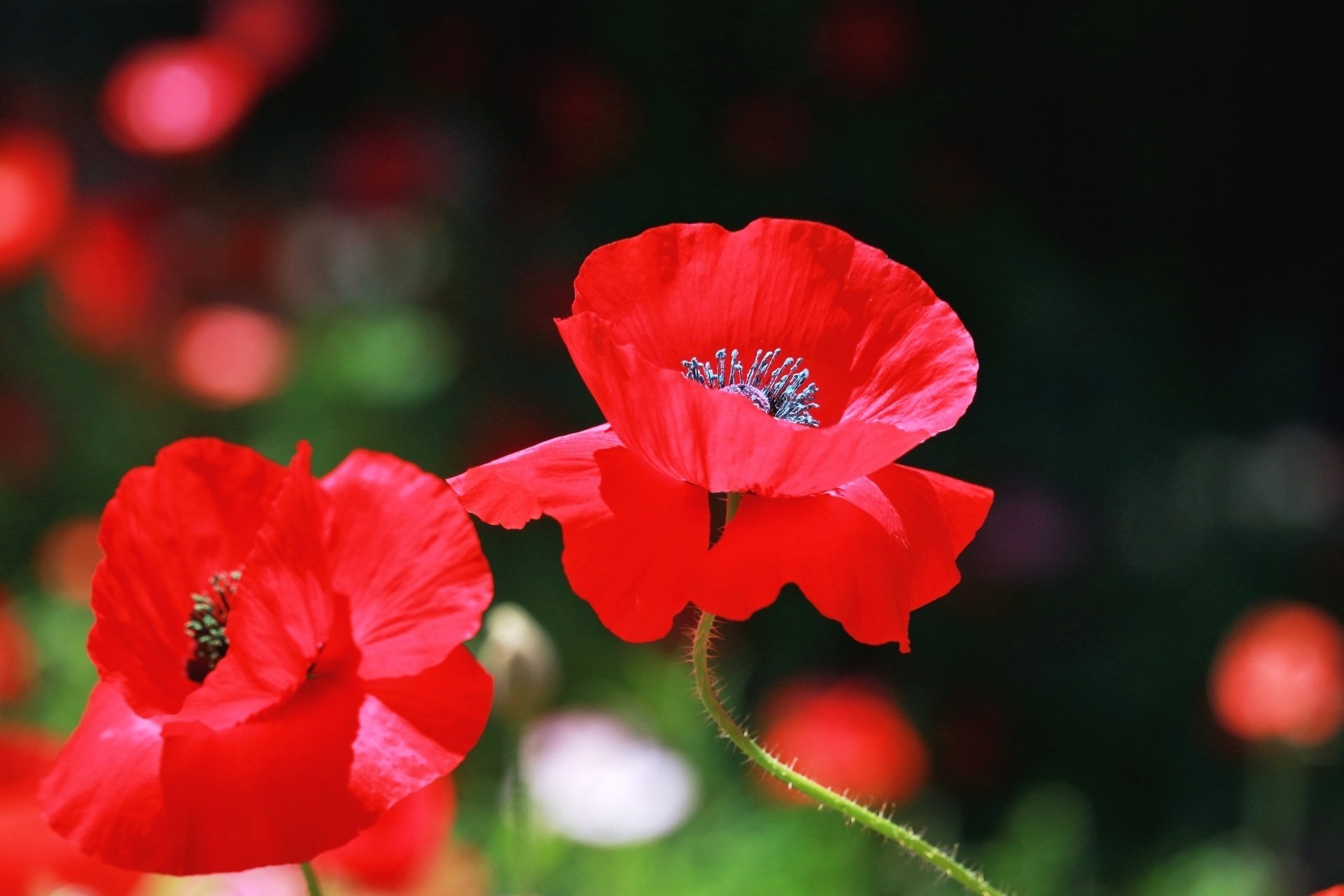 虞美人草（ぐびじんそう）｜鈴木咲子/ Sakiko Suzuki