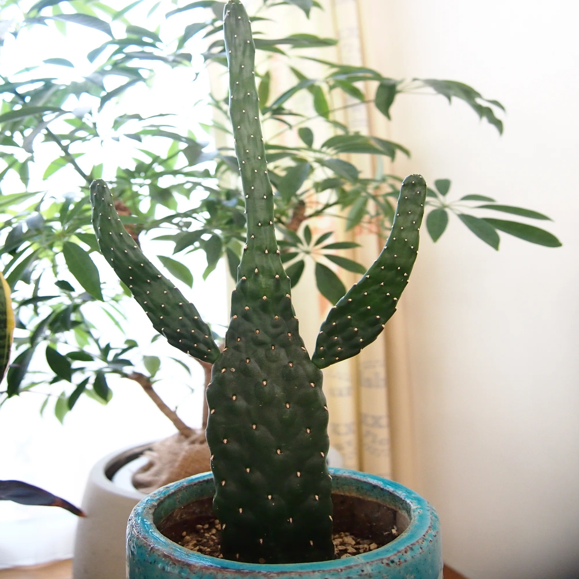 スタイリッシュに緑を楽しむ】おしゃれで枯れにくい観葉植物5選と完全 