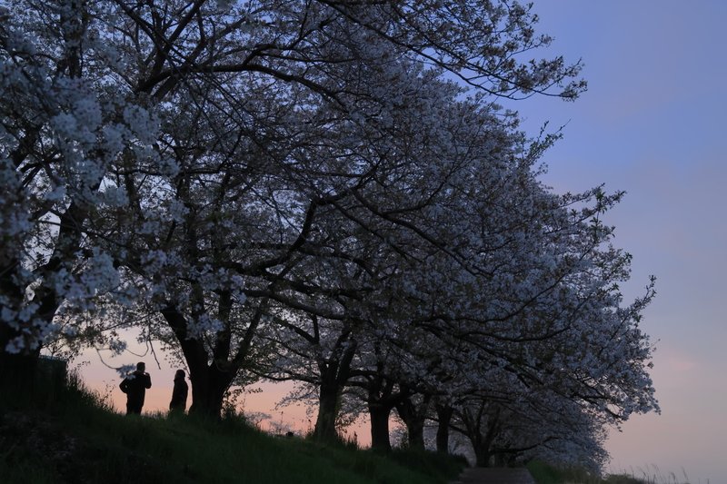 先日、厚木にホルモンを食べに行った時に撮りました。散り始めた桜と夕焼けが美しかった(^^)