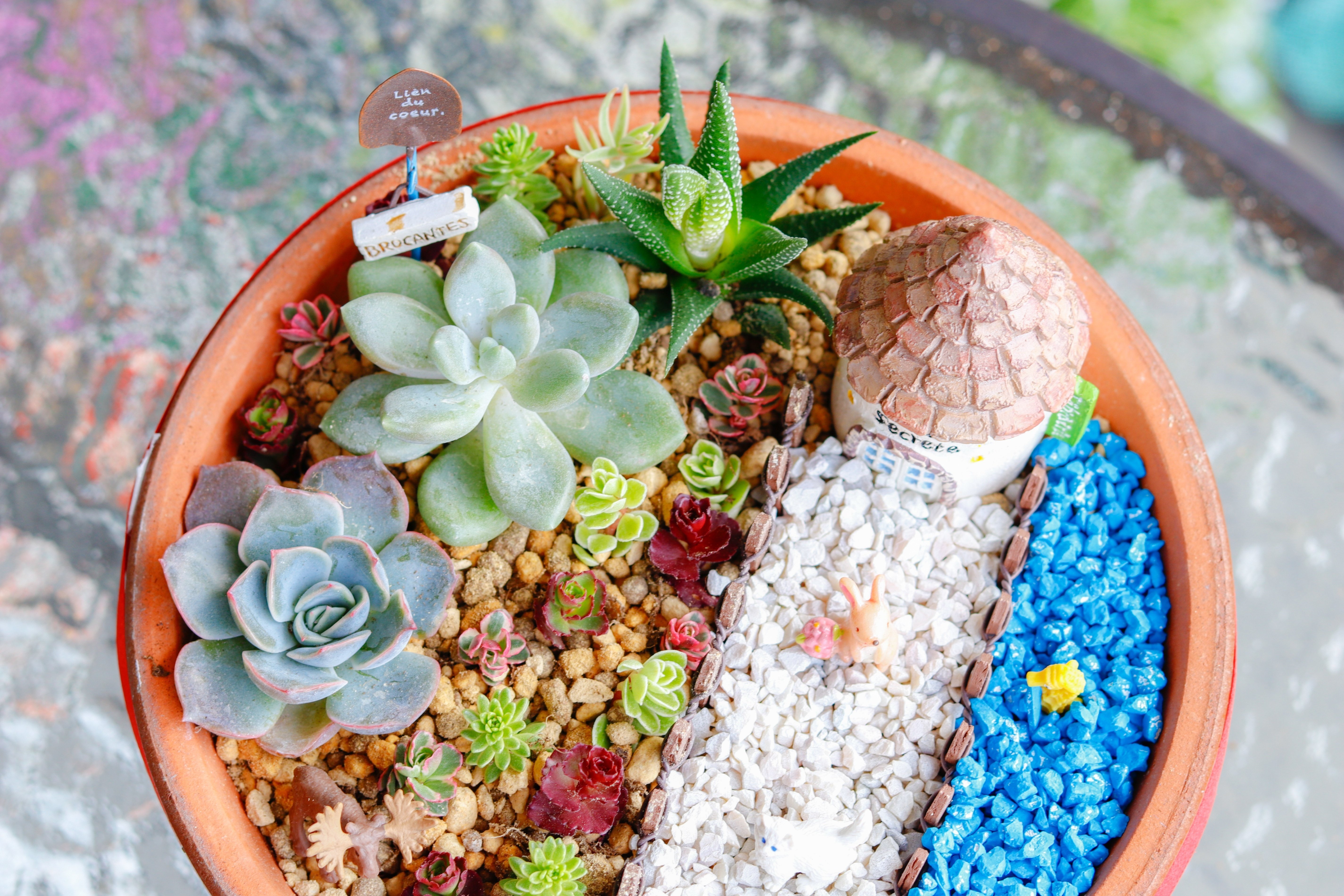 親子でつくろう！「多肉植物の箱庭」作り方（全工程写真付き）｜Jasmin