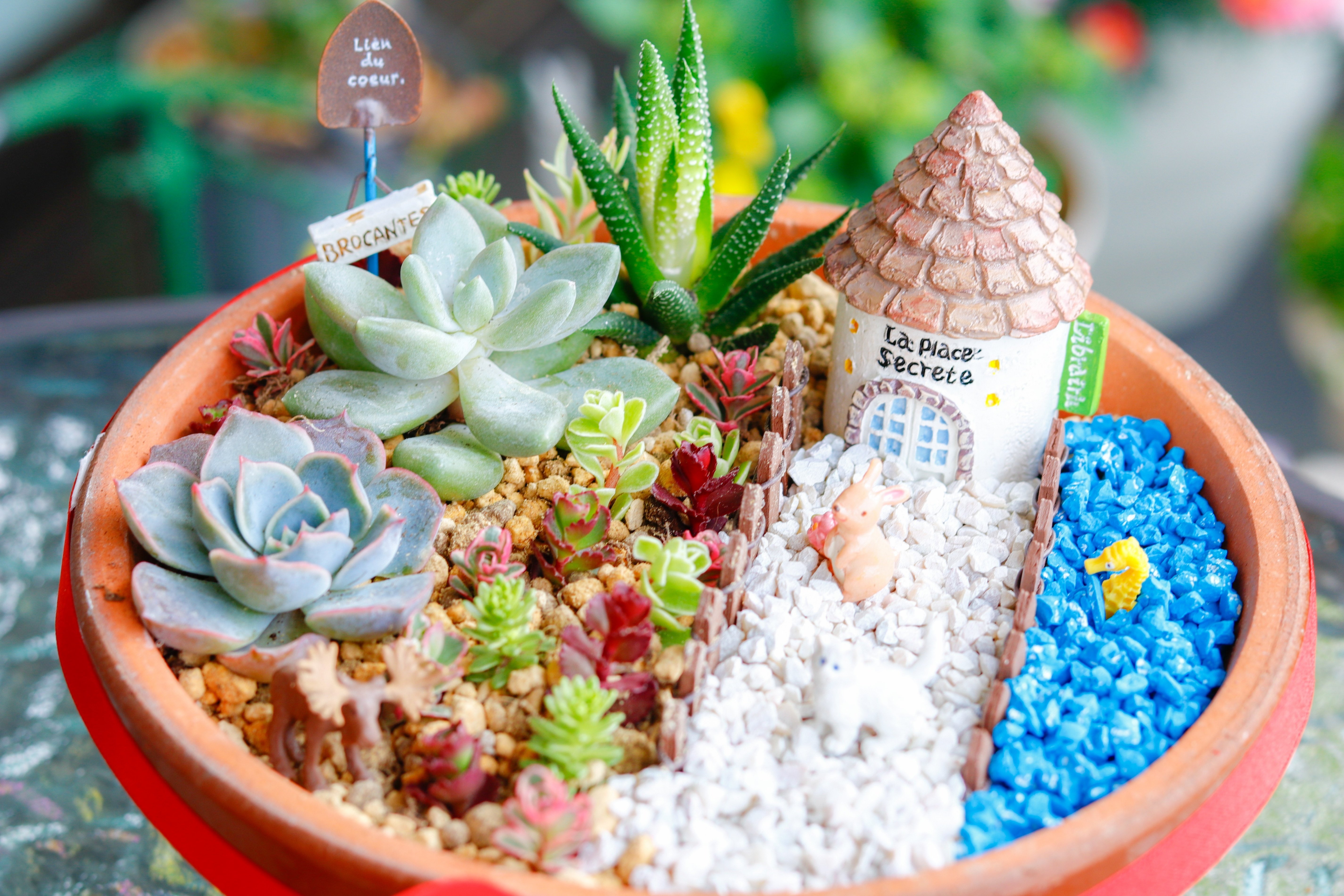 親子でつくろう！「多肉植物の箱庭」作り方（全工程写真付き）｜Jasmin