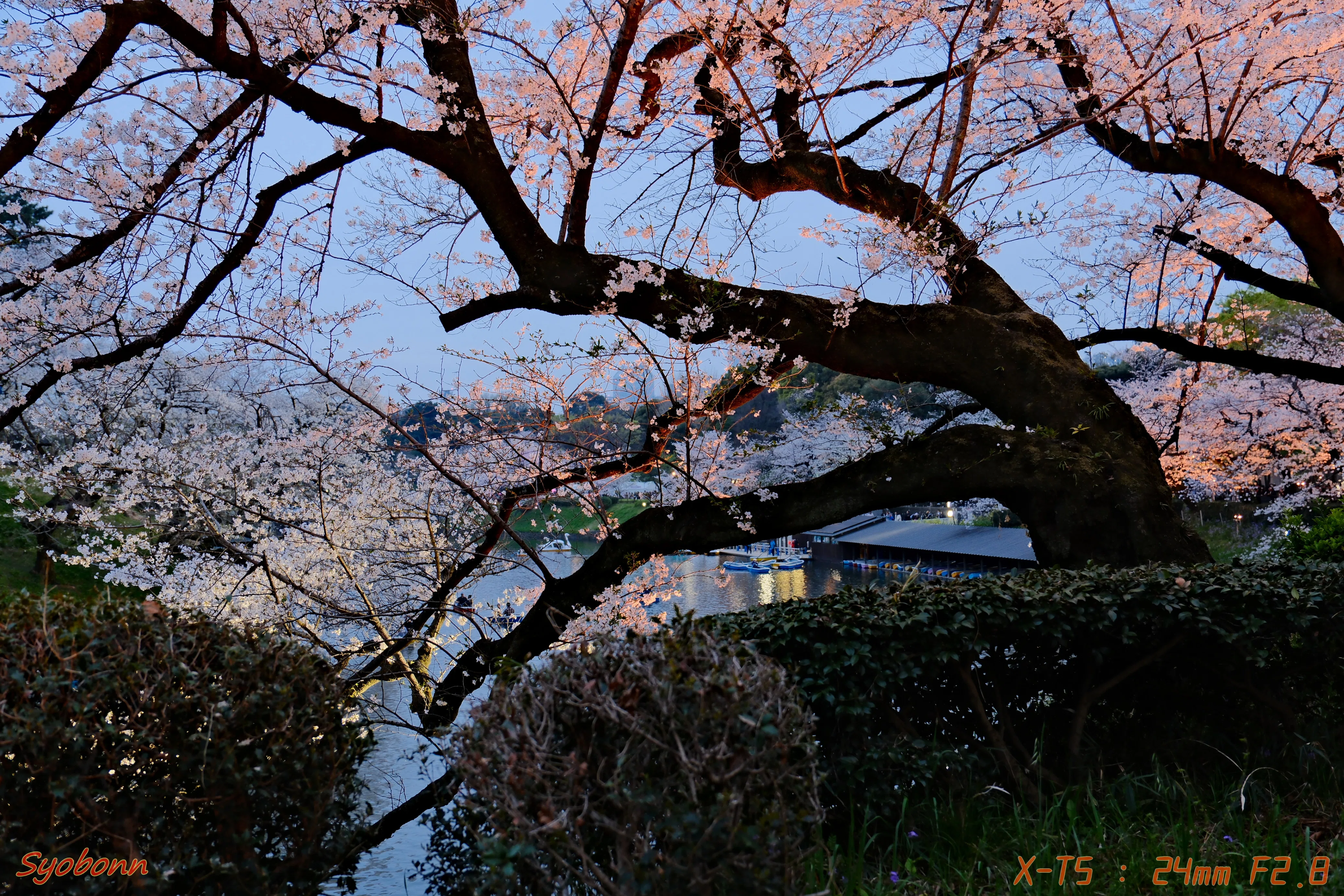 千鳥ヶ淵の桜 #070_2404｜(´・ω・｀)