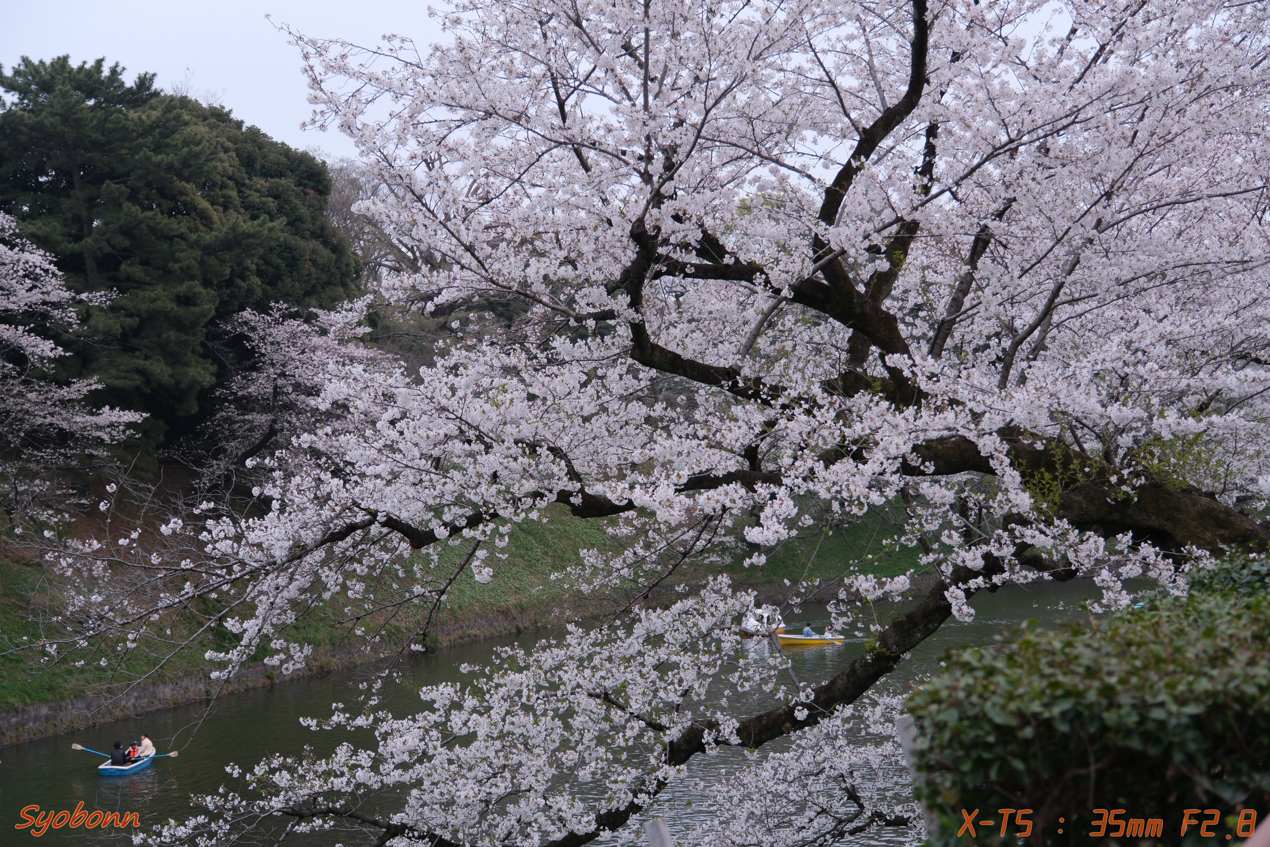 千鳥ヶ淵の桜 #070_2404｜(´・ω・｀)