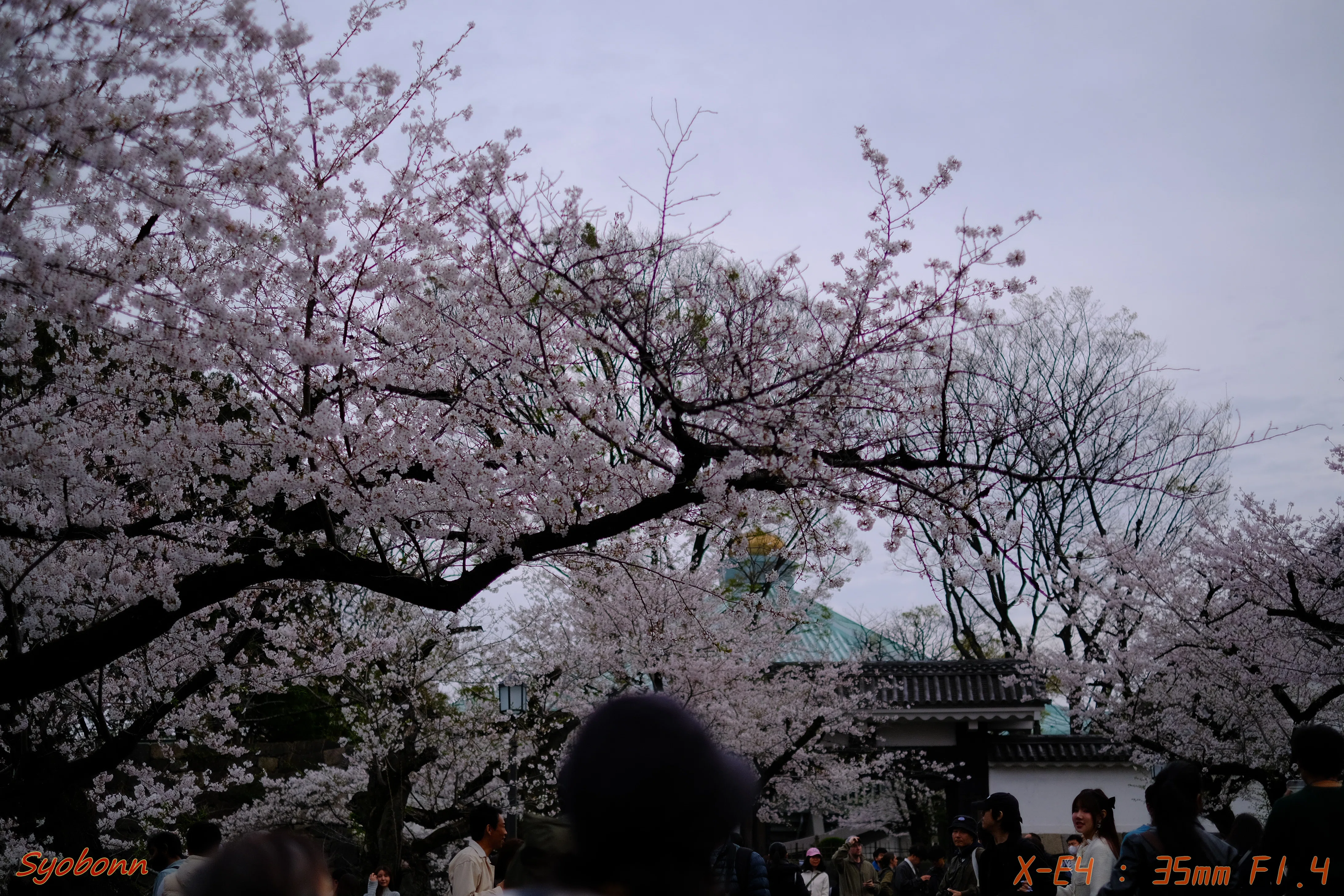 千鳥ヶ淵の桜 #070_2404｜(´・ω・｀)