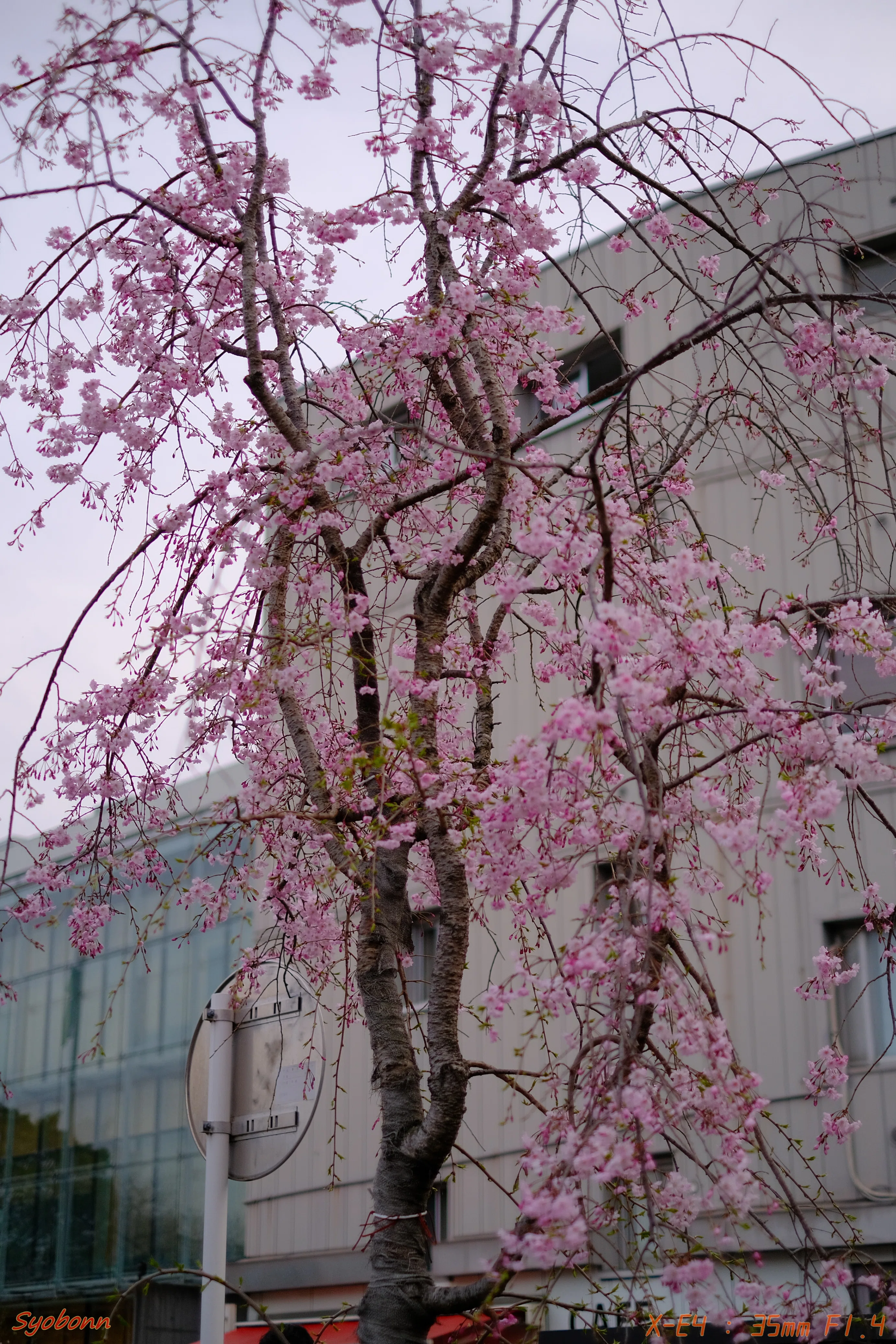 千鳥ヶ淵の桜 #070_2404｜(´・ω・｀)