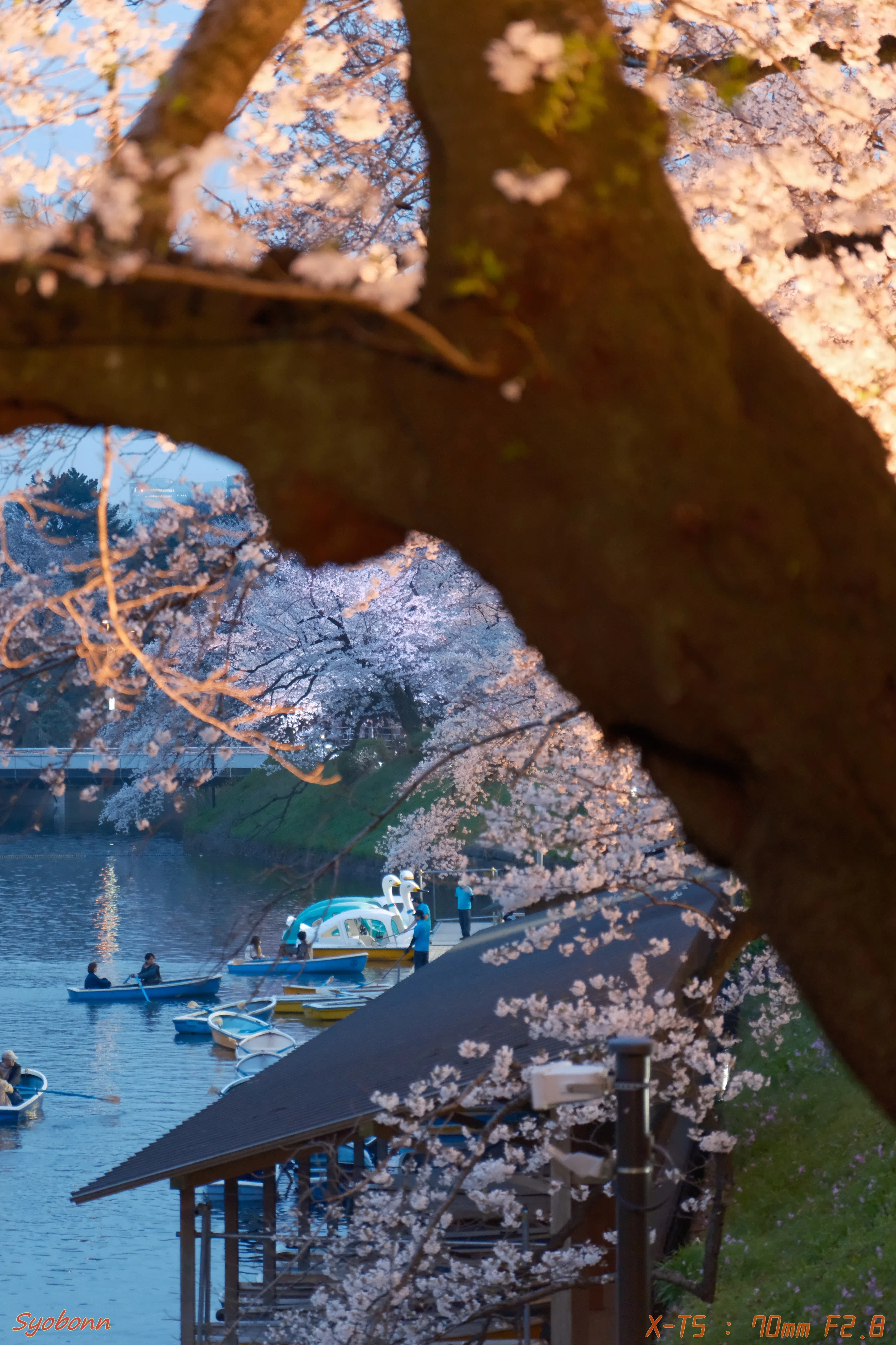 千鳥ヶ淵の桜 #070_2404｜(´・ω・｀)