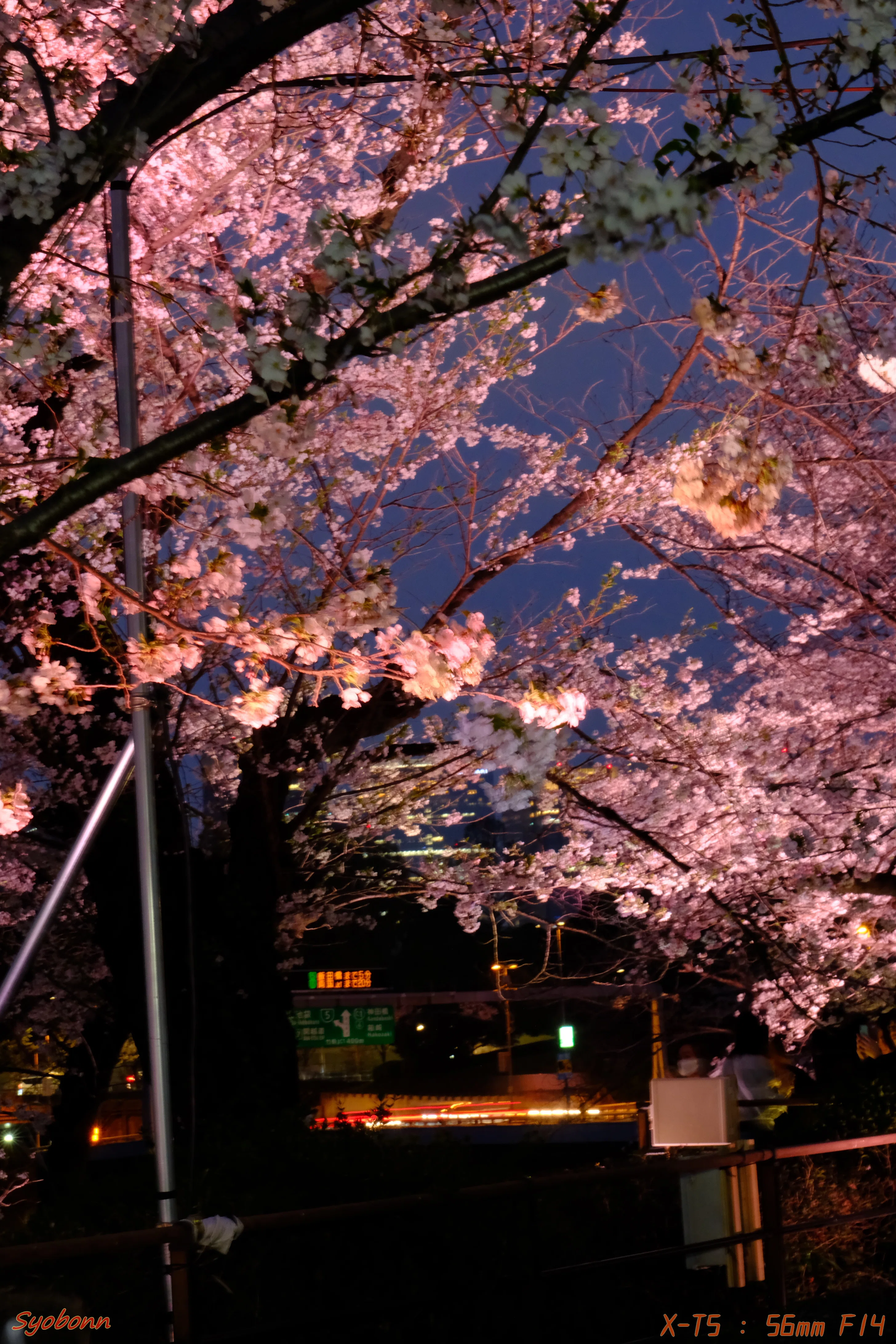 千鳥ヶ淵の桜 #070_2404｜(´・ω・｀)