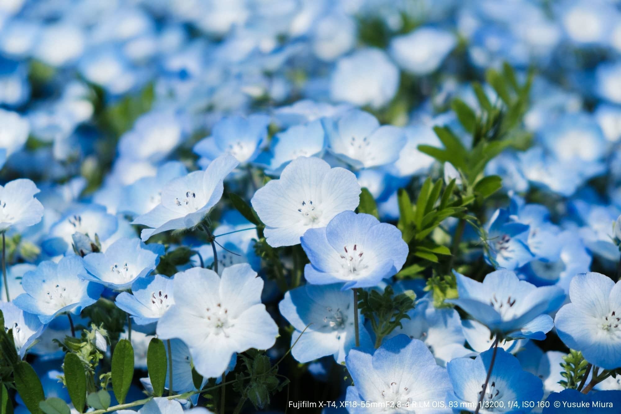 見渡す限りの青に囲まれる不思議な世界へ｜Yusuke Miura / starnote*