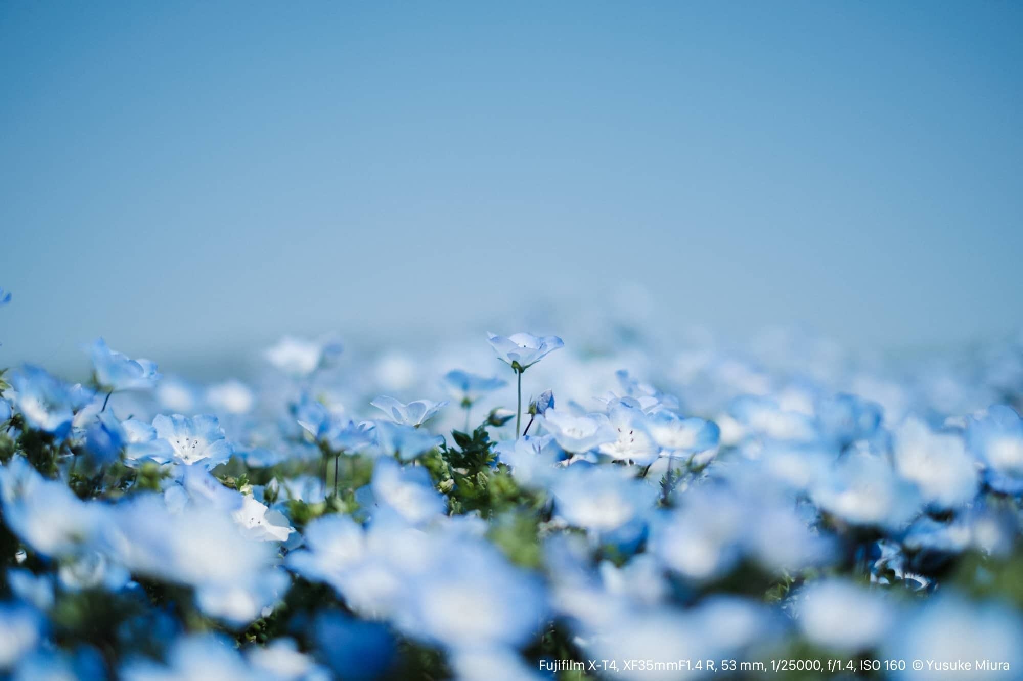 羆青からの縞　確率的に非常に珍しい　三重県産　本性　1条 島のものIsland Products - OORITOORI